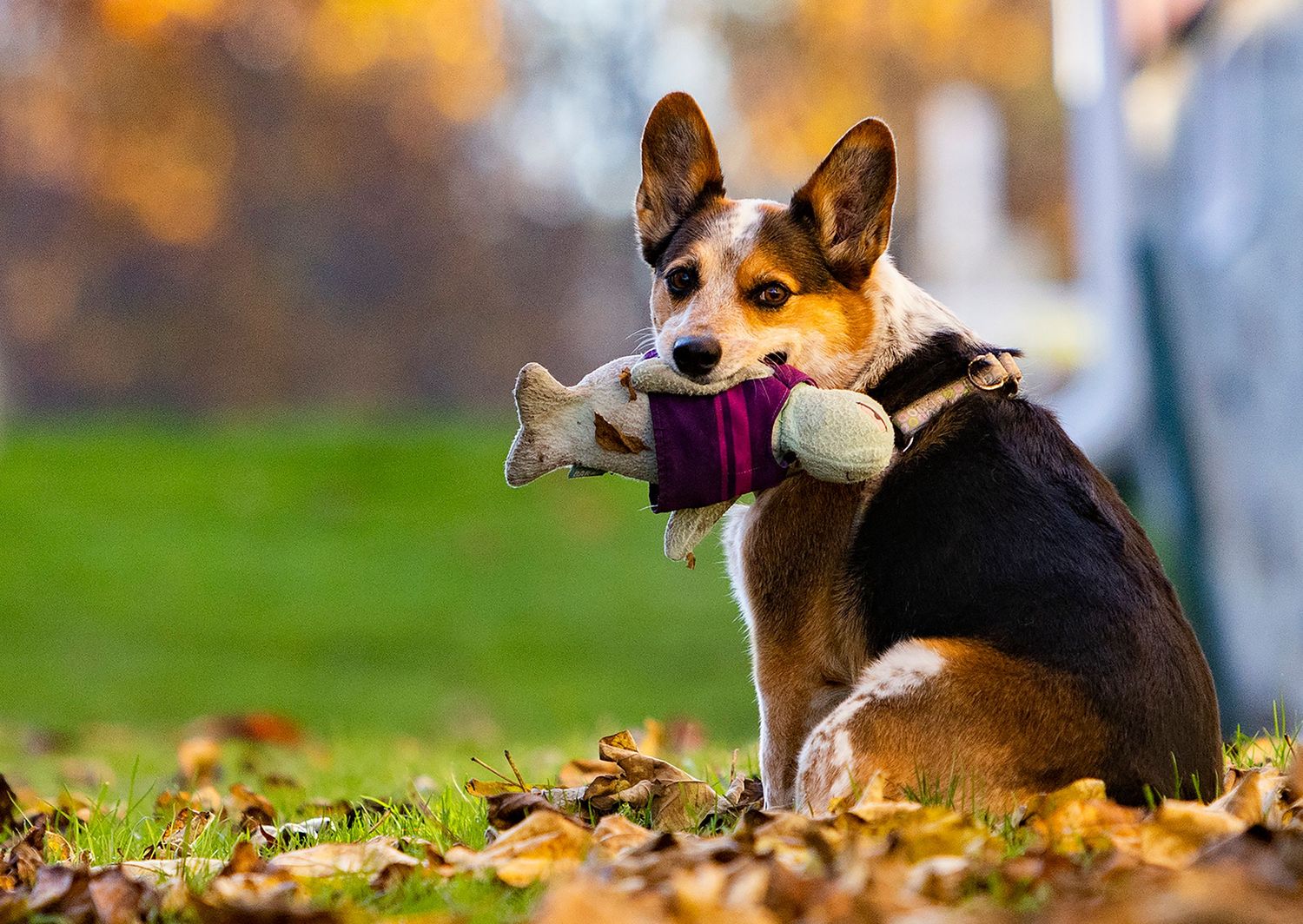 A Corgi sits in autumn leaves holding a stuffed toy in its mouth in a park setting.