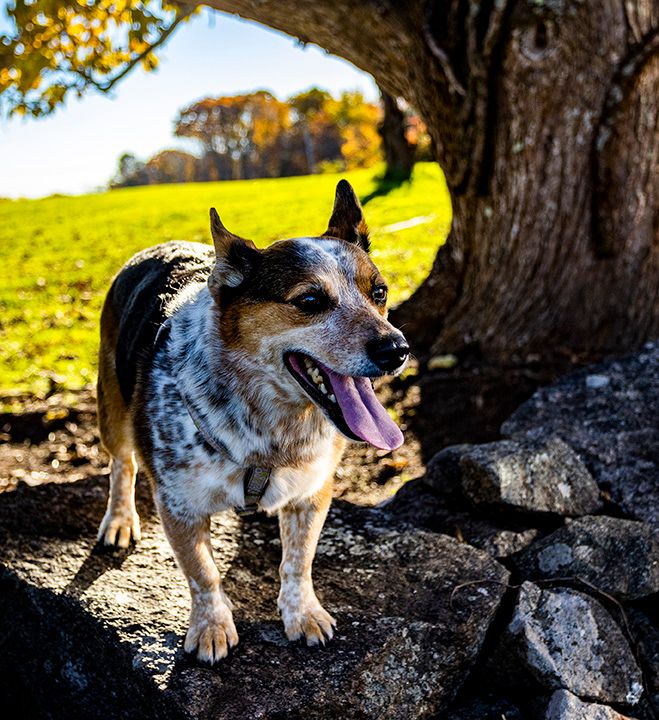 An Australian Cattle Dog stands on rocks with tongue out, framed by a large tree with green fields behind.