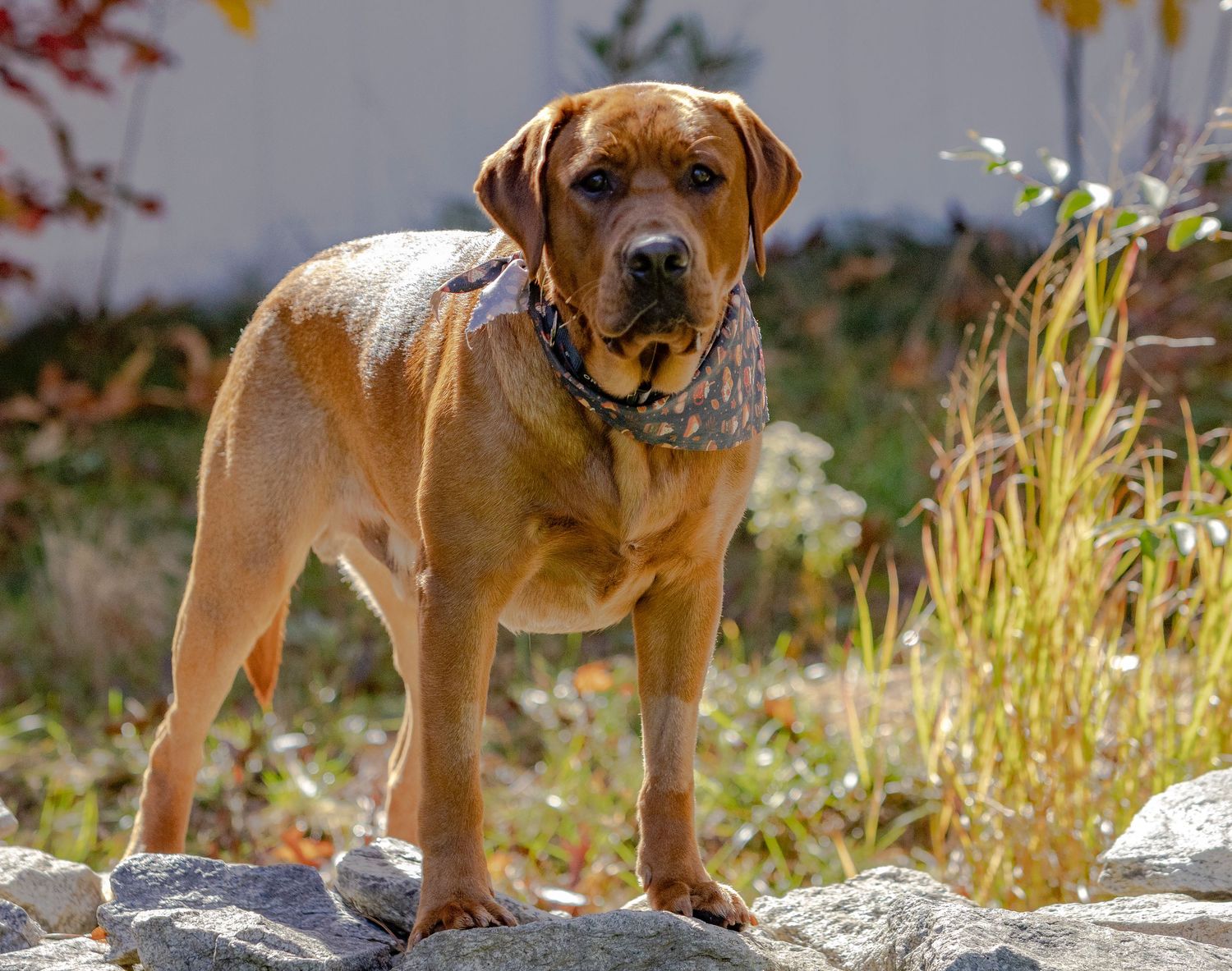 A muscular brown Fox Red Labrador dog wearing a bandana stands proudly on rocks in an autumn outdoor setting.