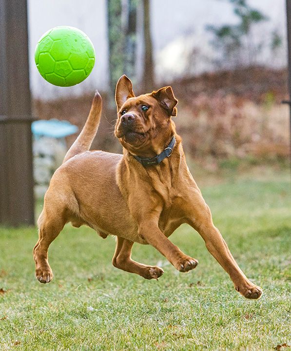 An energetic Fox Red Labrador dog leaps across a grassy yard chasing a bright green soccer ball outdoors.