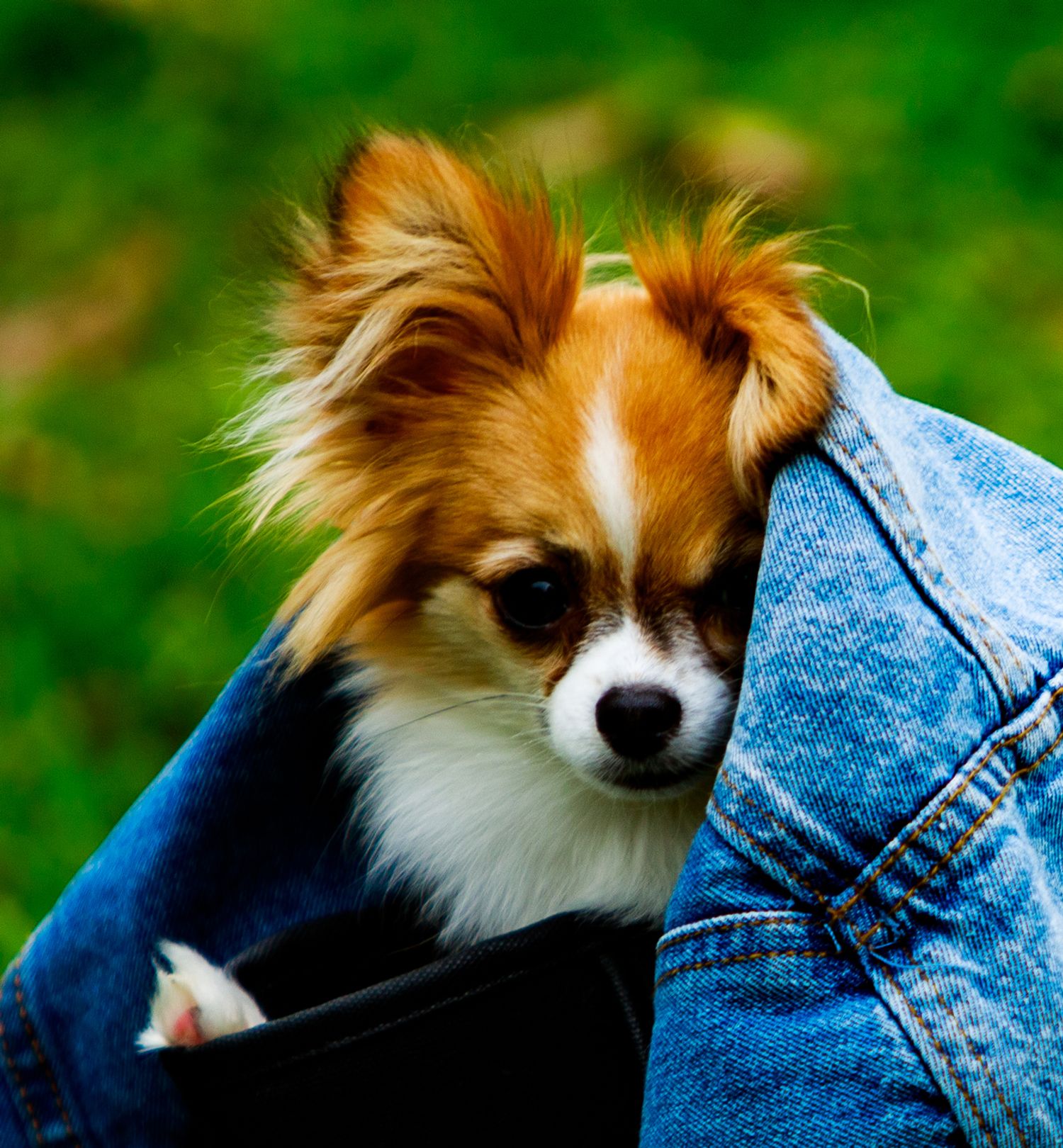 A small Papillon dog peeks out from inside a denim jacket against a green background.