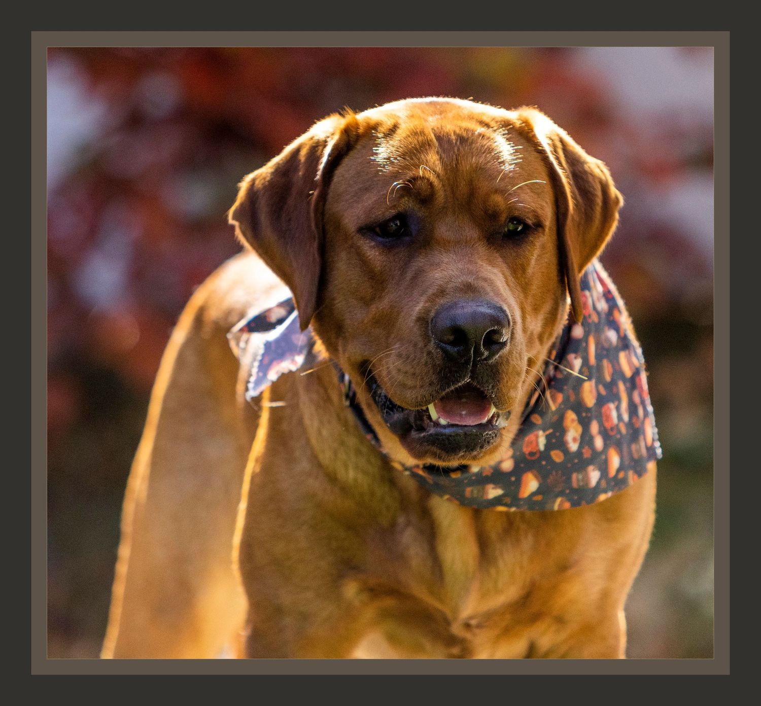 Close-up portrait of a brown Fox Red Labrador dog wearing a spotted bandana with autumn foliage in the background.