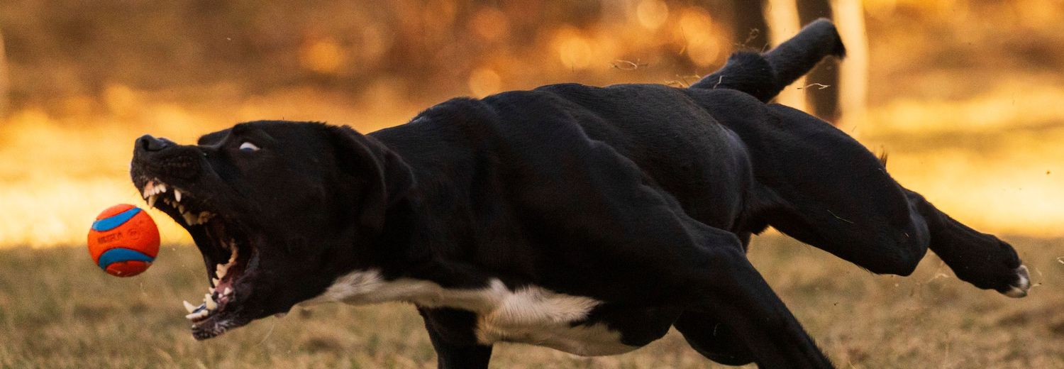 A black Labrador leaps aggressively toward an orange ball during outdoor playtime.