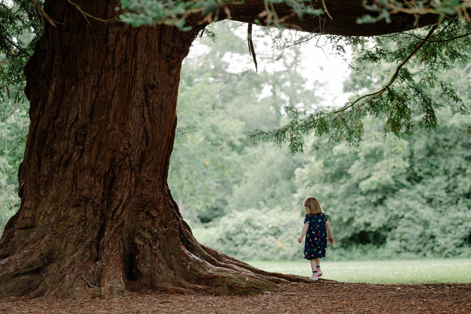 Young girl in navy dress standing beside a massive ancient tree trunk in a lush green forest park.