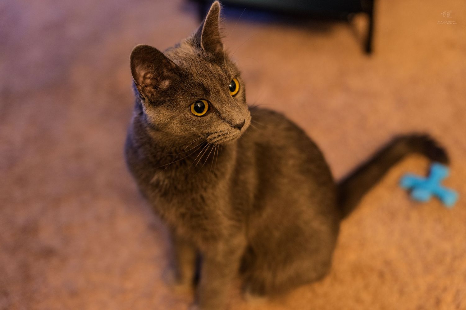 Gray cat sitting on carpet gazing upward with blue toy visible behind it.