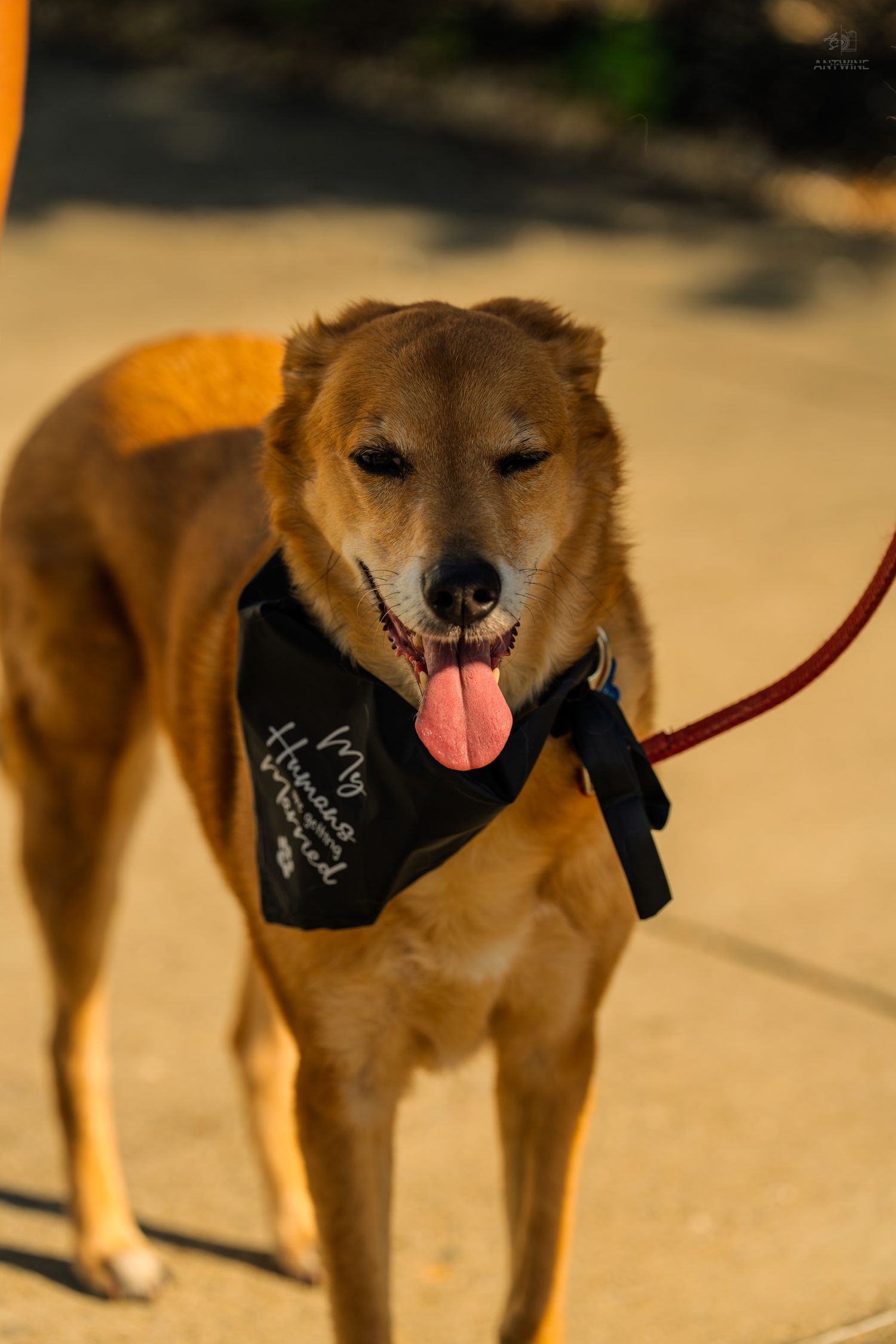 A golden-brown dog with tongue out wears a black bandana while standing on a leash in warm sunlight.
