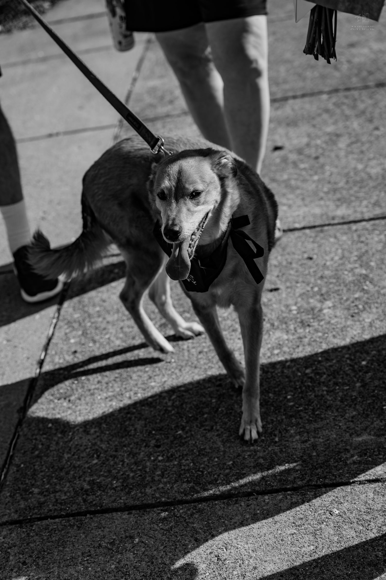 A dog on a leash wearing a black bow walks on a sunny sidewalk in black and white.