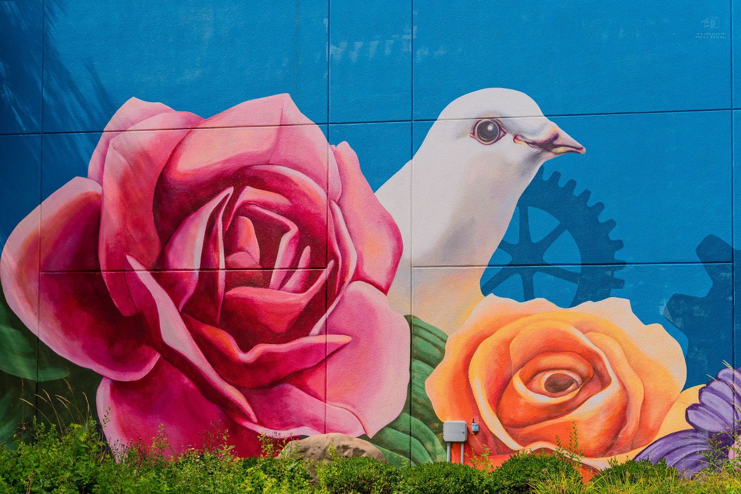 Colorful street mural featuring a white dove perched between vibrant pink and orange roses on a blue wall.