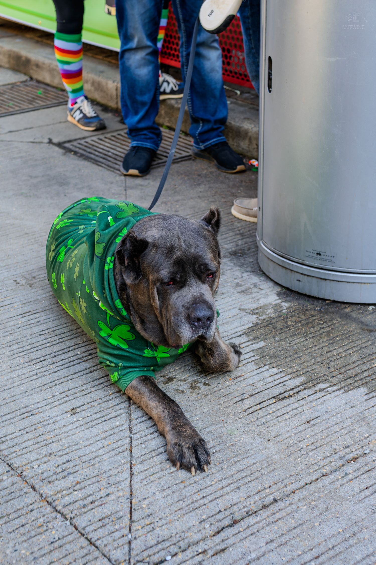Large gray dog wearing a green shamrock shirt lying on sidewalk, leashed near a trash can on St. Patrick's Day.