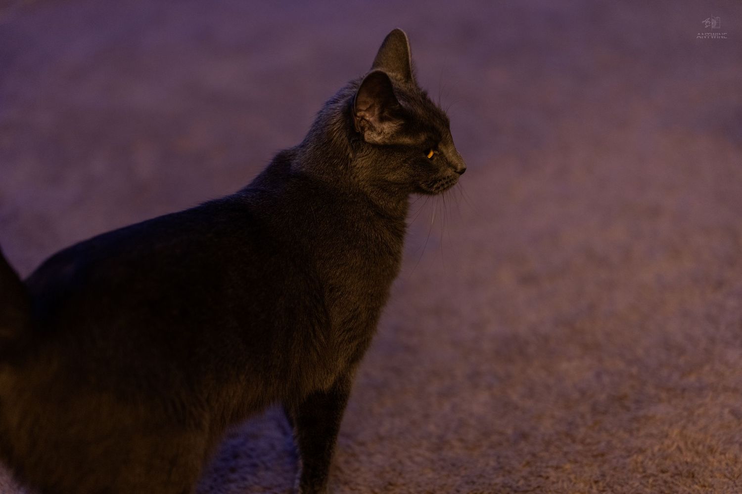 Dark cat standing on carpet in profile view under dim purple lighting.