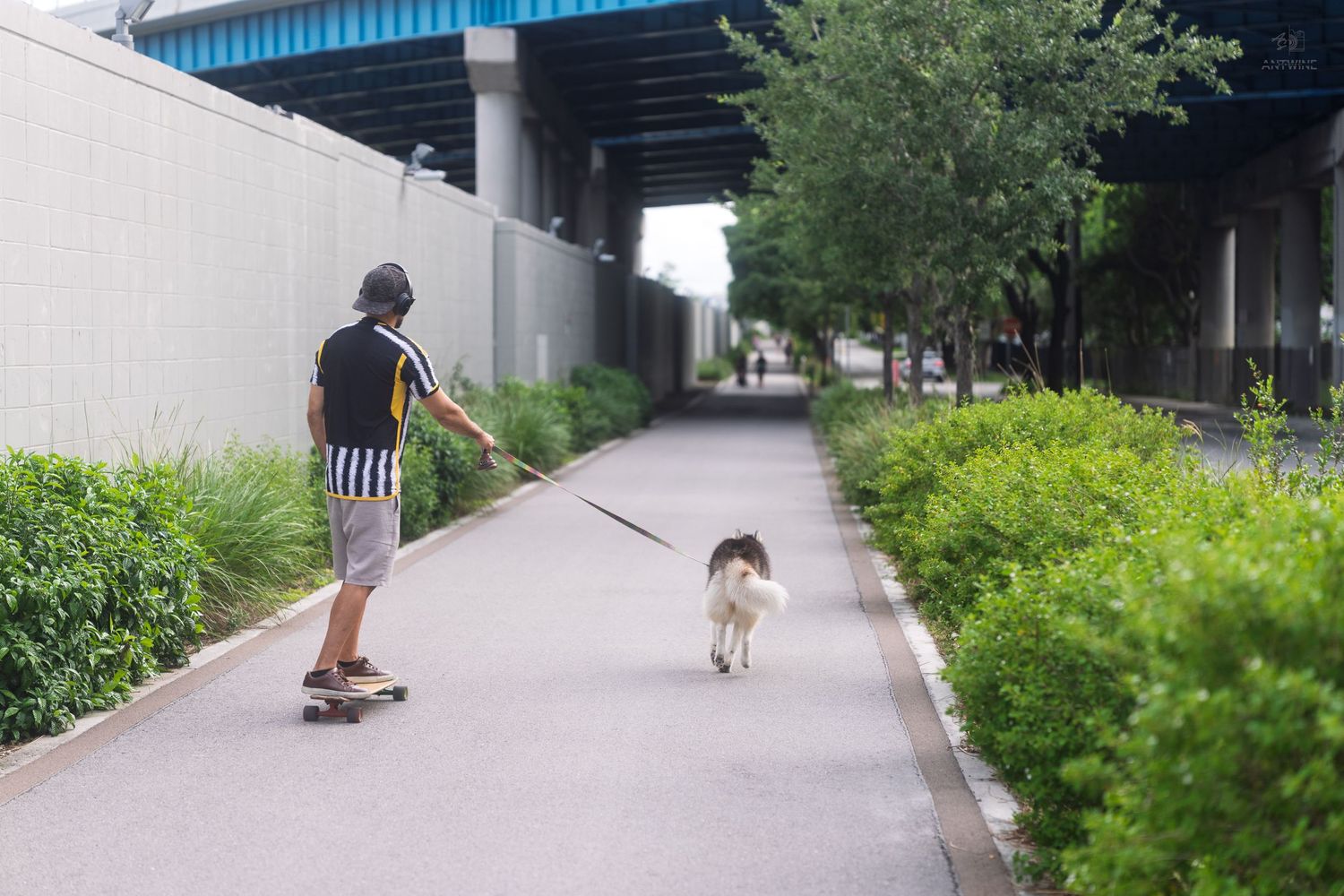 Person skateboarding while walking a white dog on a leash along a tree-lined urban pathway.
