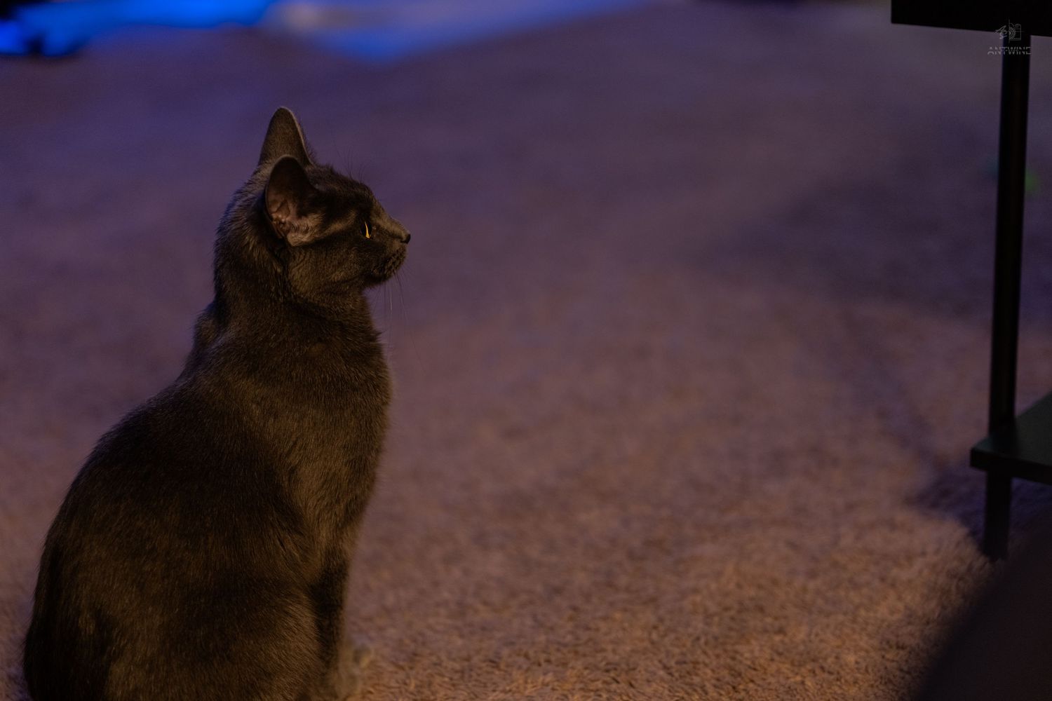 Gray cat sitting on carpet looking sideways under dark blue ambient lighting.