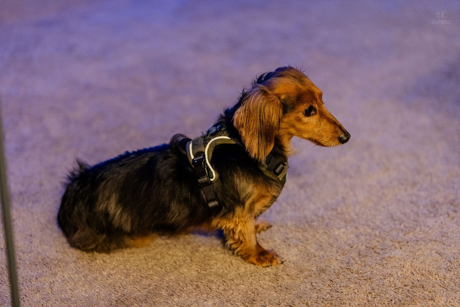 Adorable long-haired dachshund wearing a harness sitting on carpet under purple ambient lighting.