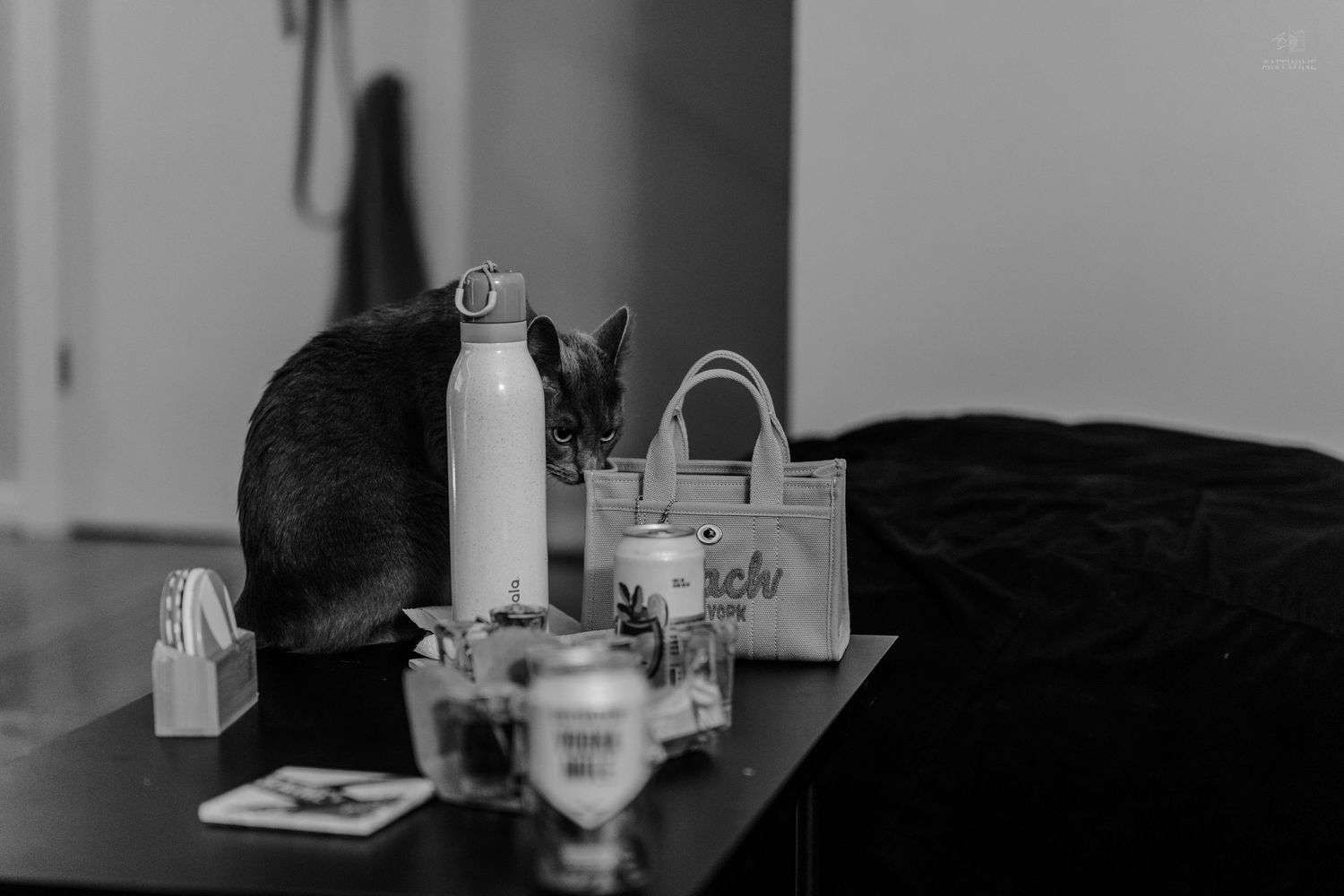 Dark cat sniffing white water bottle on table with bag in black and white.