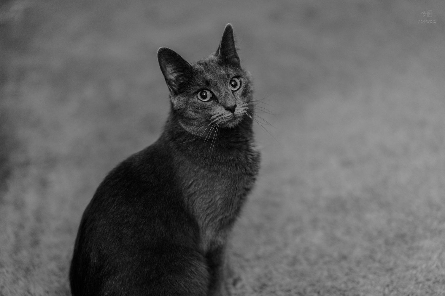 Gray cat sitting on carpet looking at camera in black and white portrait.