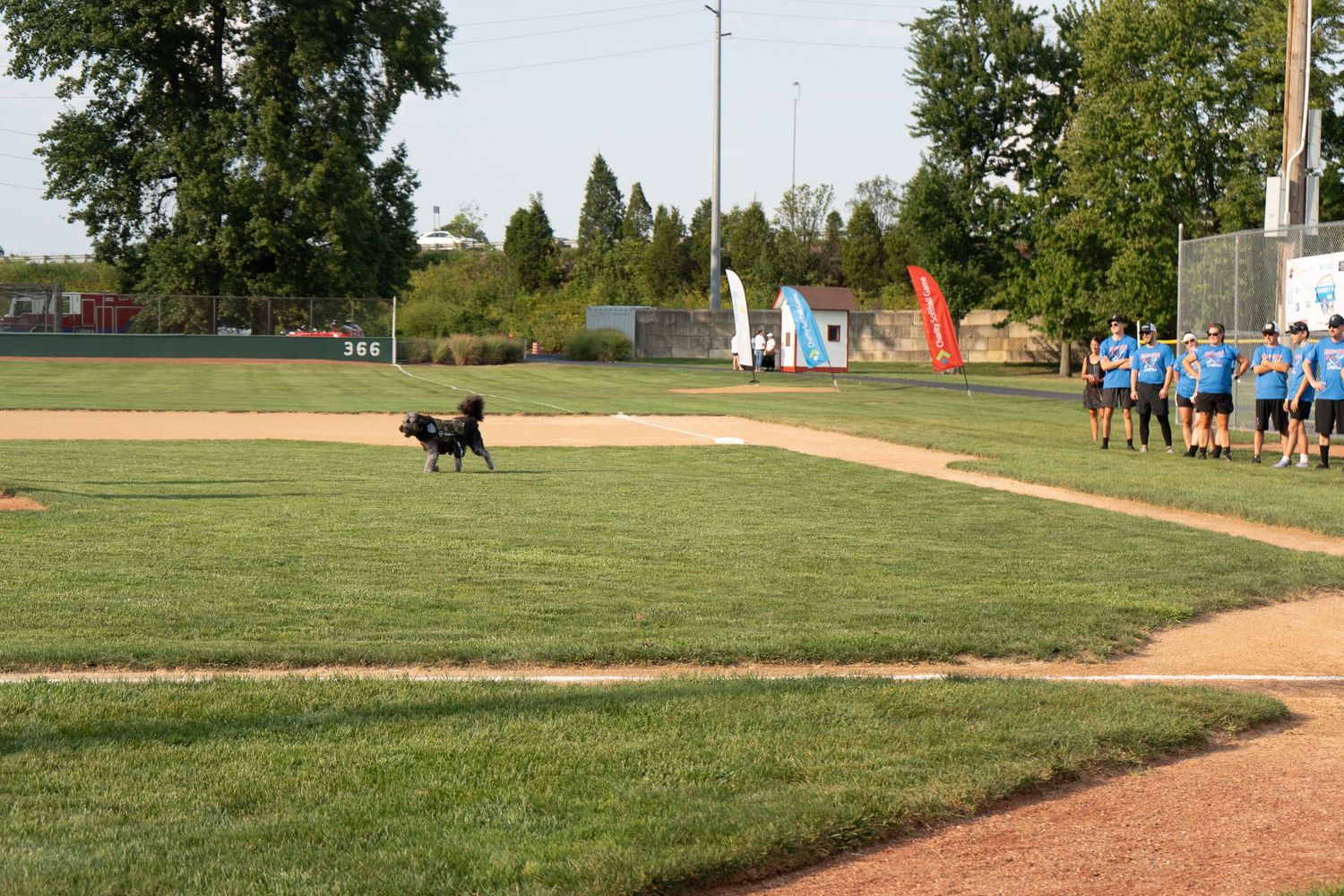 A black dog runs across a baseball field while a group of players in blue uniforms walk along the sideline.