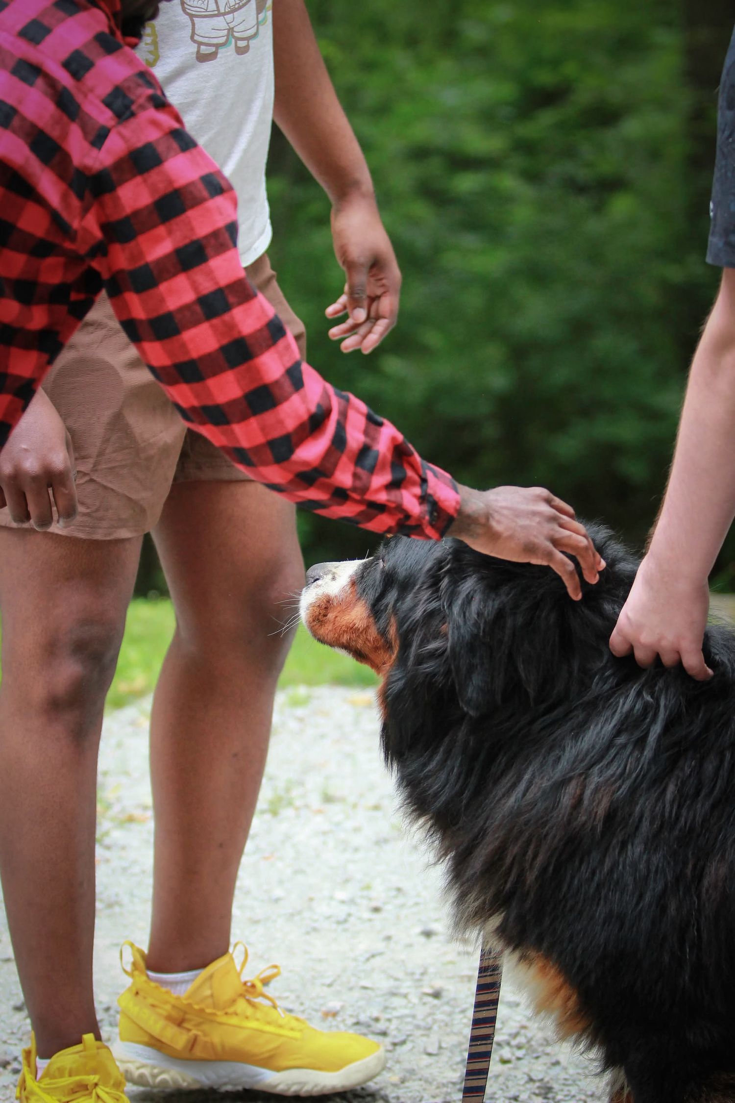 Children petting a Bernese Mountain Dog on a gravel path surrounded by green trees.