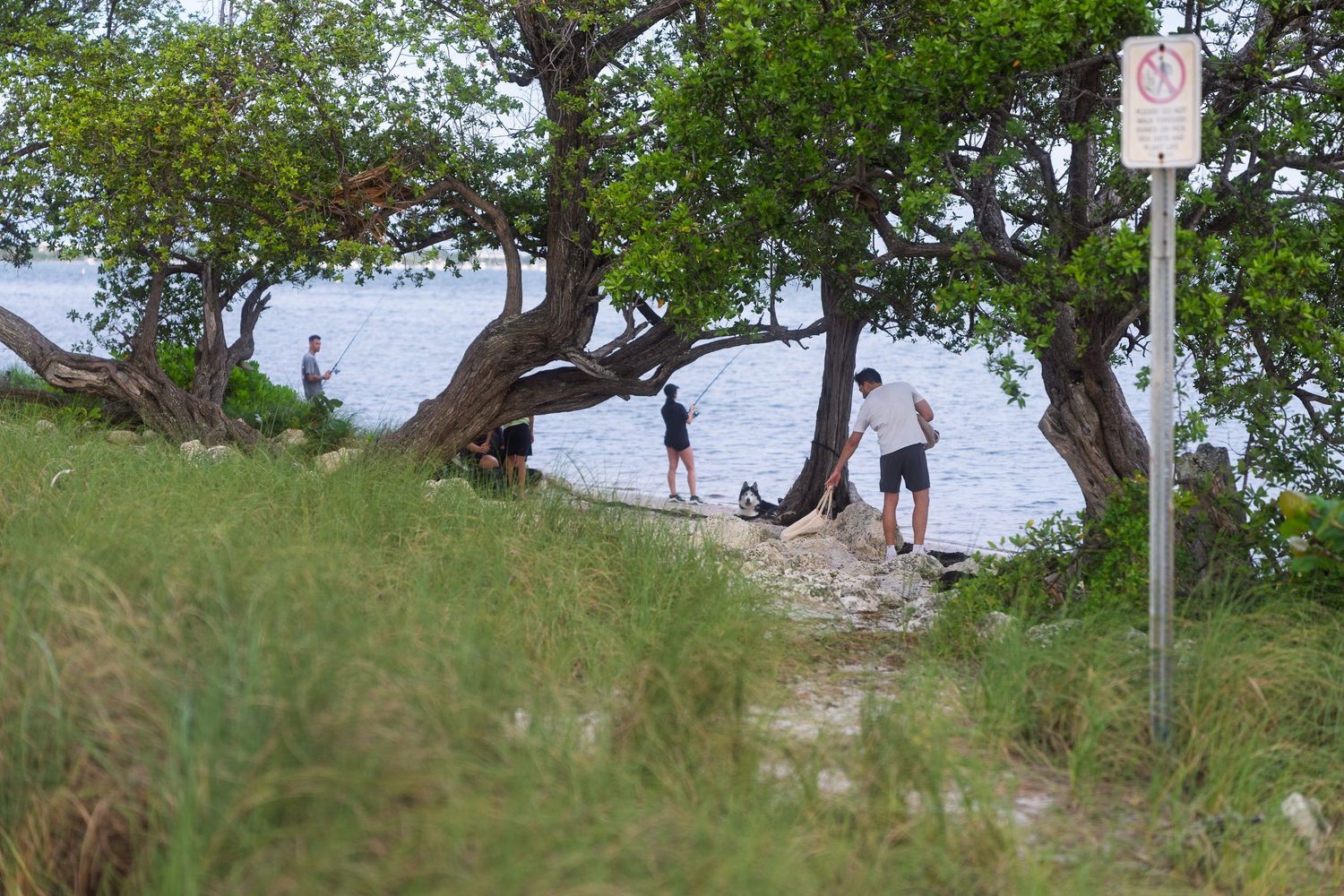 People exploring rocky shoreline near twisted trees and grassy dunes at Key Biscayne park.
