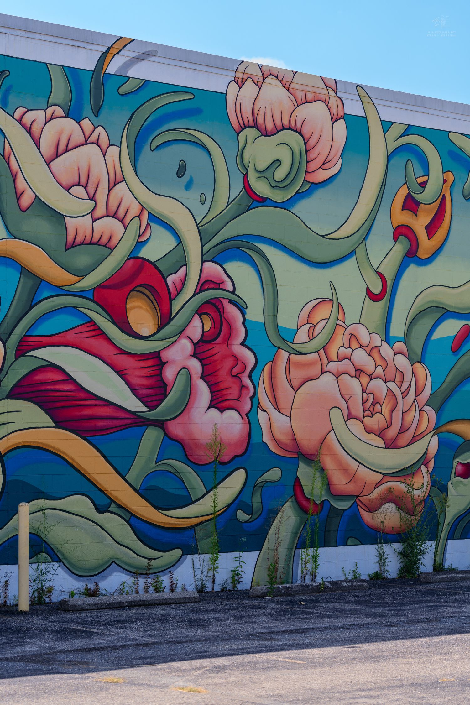 Vibrant floral mural on building wall featuring large pink peonies and swirling green vines on a blue background.