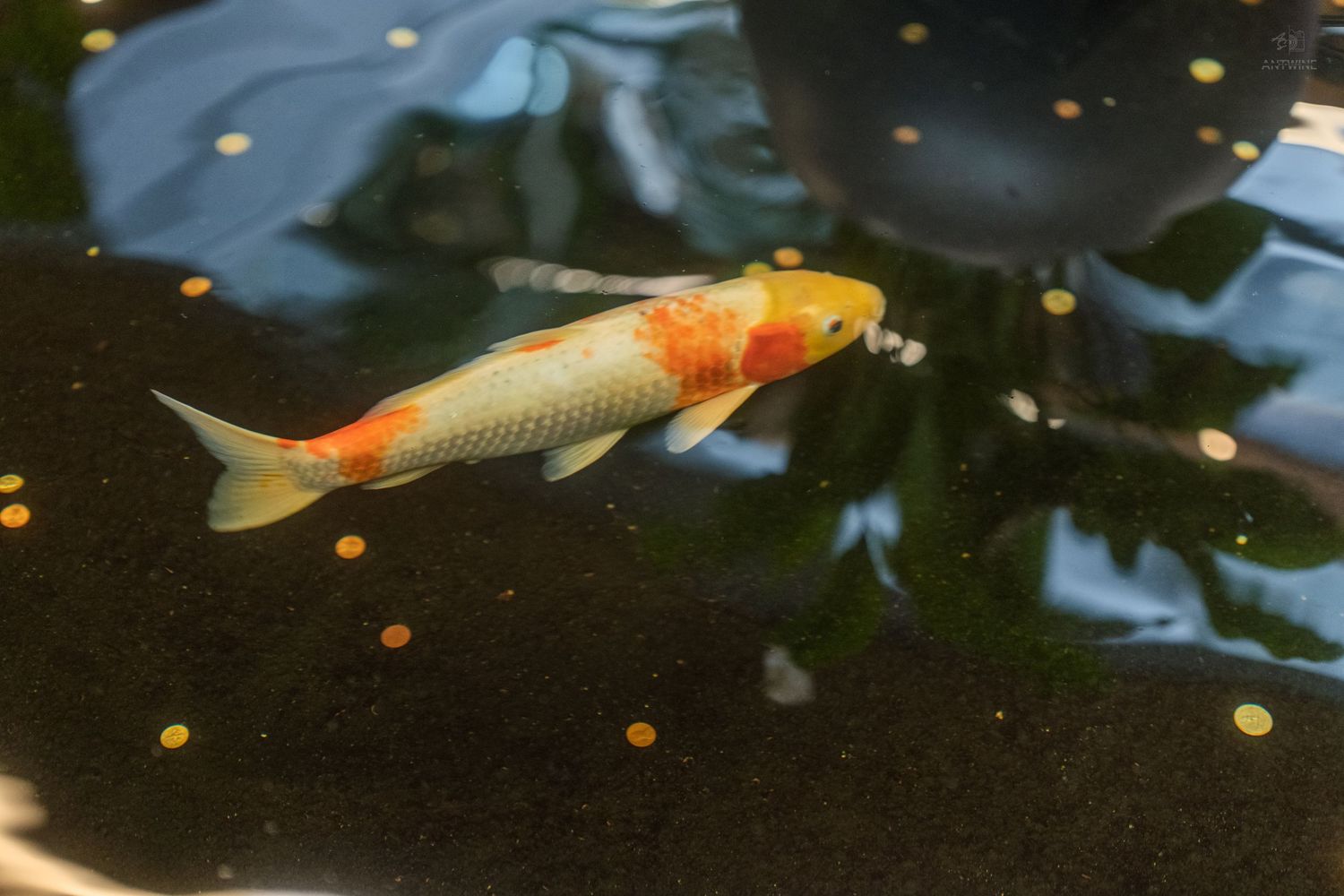 Colorful orange and white koi fish swimming in a dark reflective pond with lily pads.