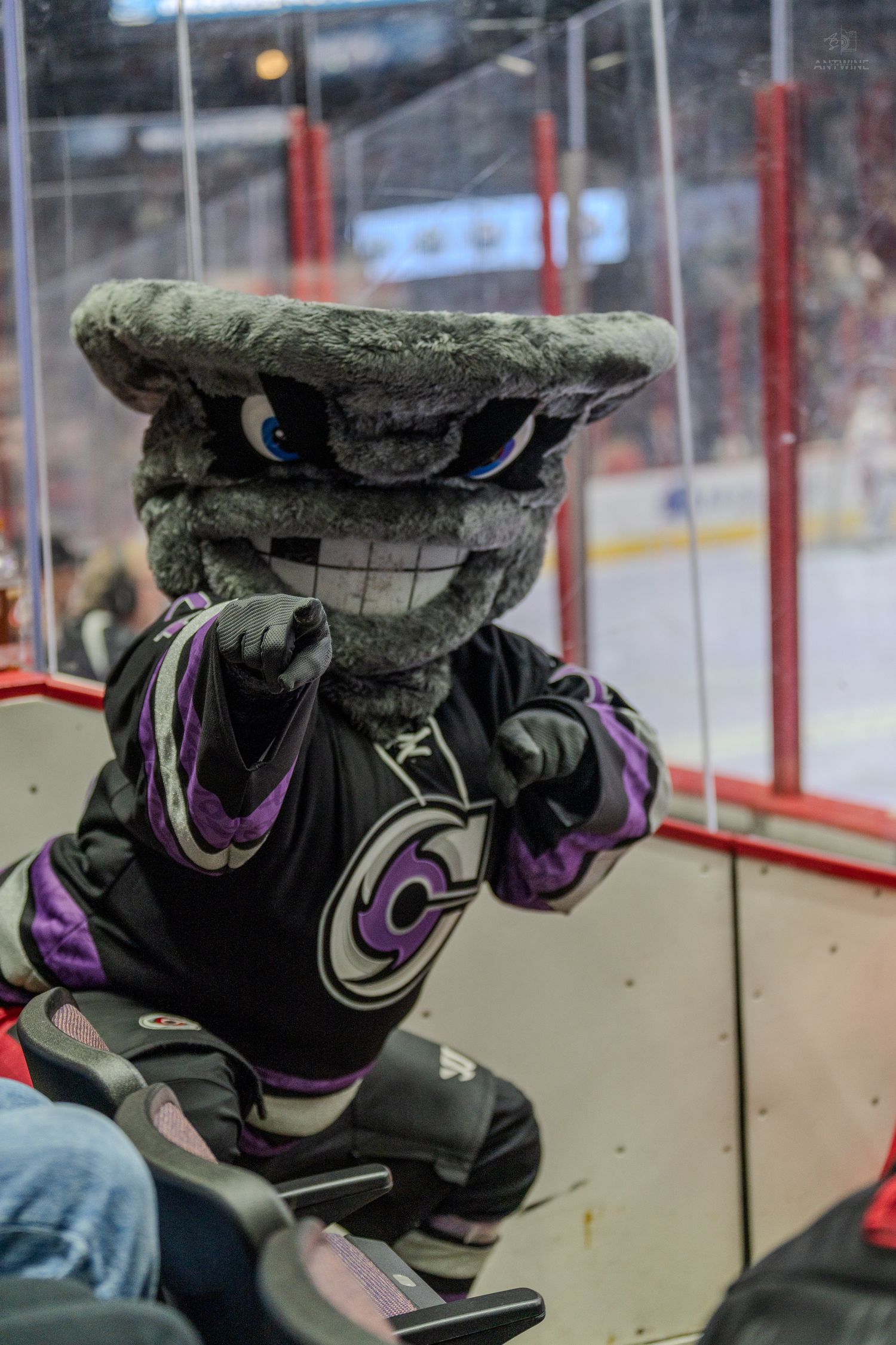 Gray furry hockey mascot in black and purple jersey leans over the boards at a hockey arena.