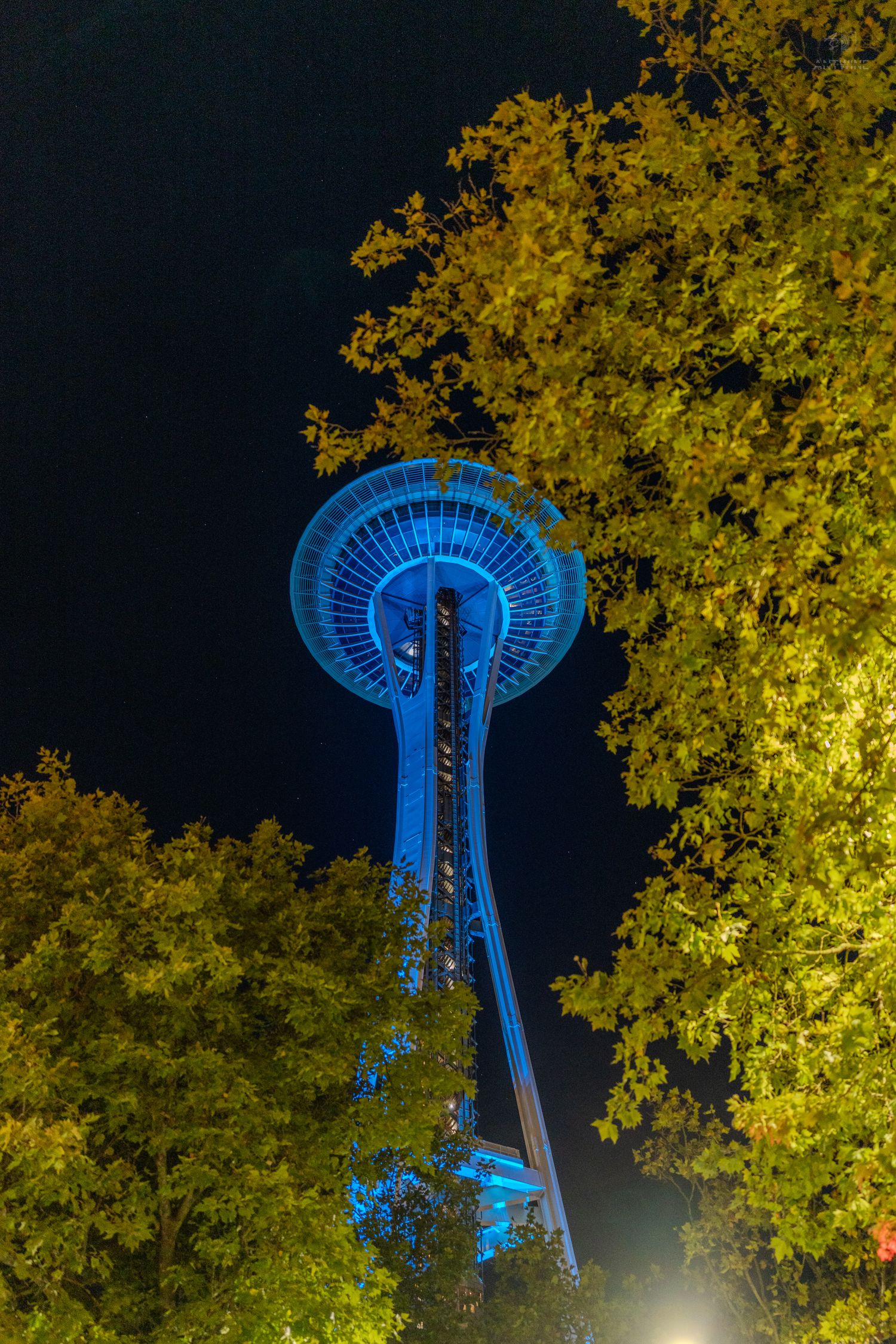 Seattle Space Needle illuminated in blue light at night, framed by green trees against a dark sky.
