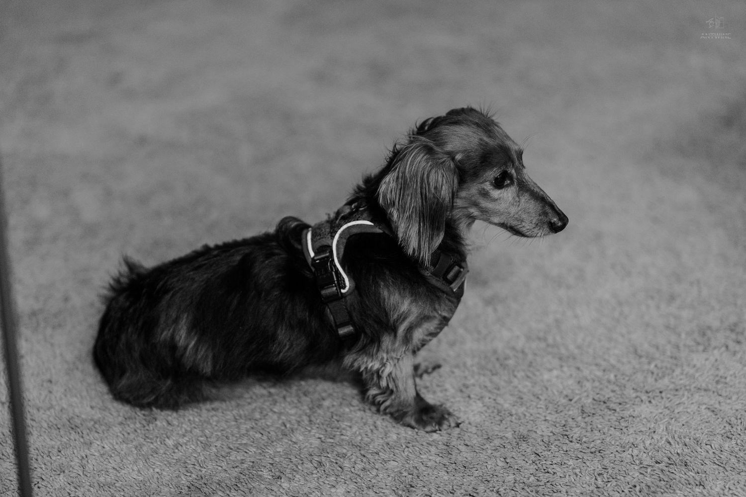 Black and white portrait of a long-haired dachshund wearing a harness sitting on carpet.