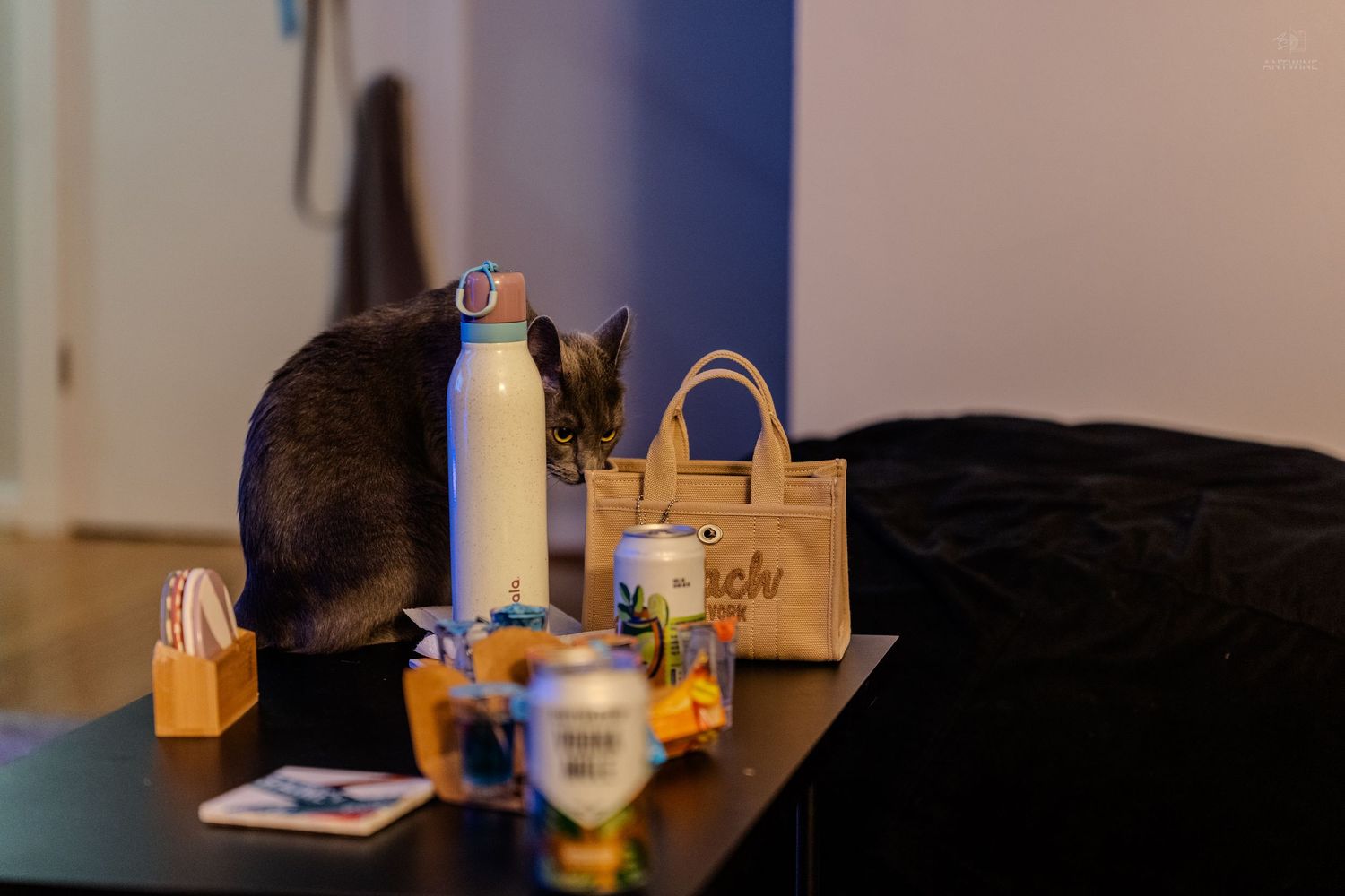 Dark cat sniffing white water bottle on table with tote bag and items.