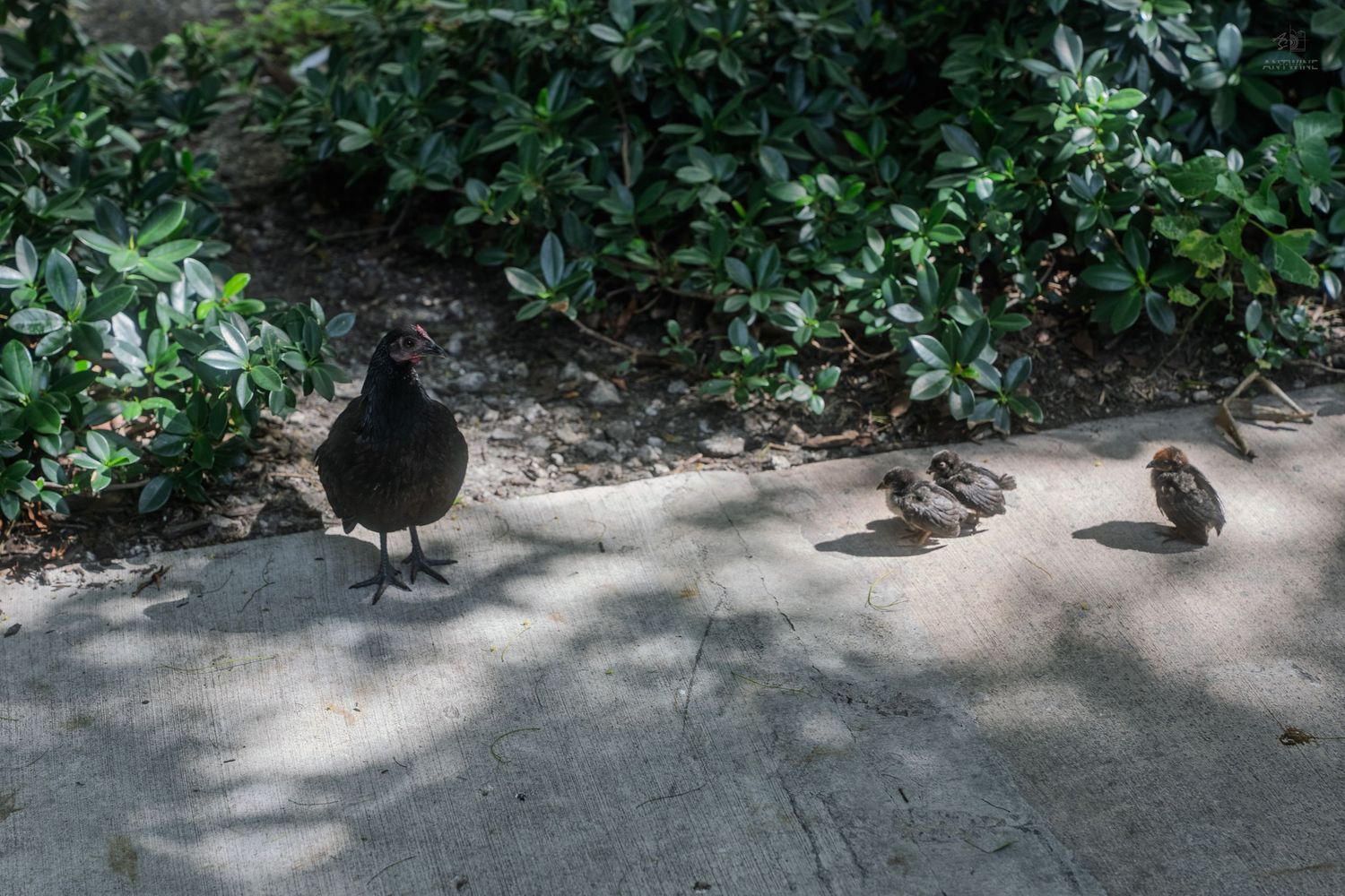 Adult quail bird with small chicks resting on a shaded concrete path near green garden plants.
