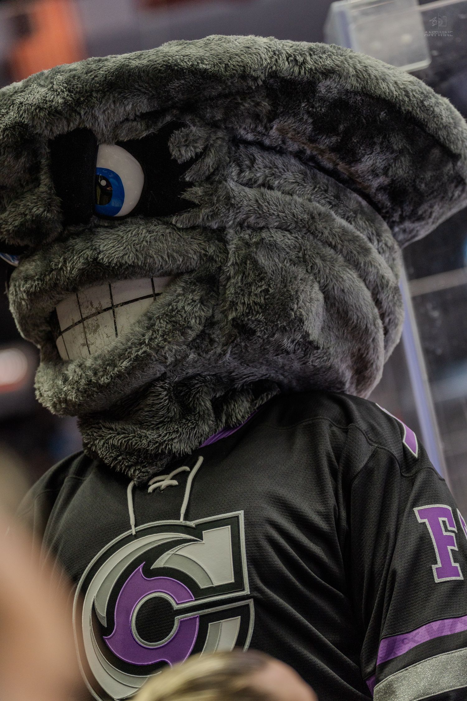 Close-up of a gray furry hockey mascot with blue eyes and a grinning face wearing a black purple jersey.