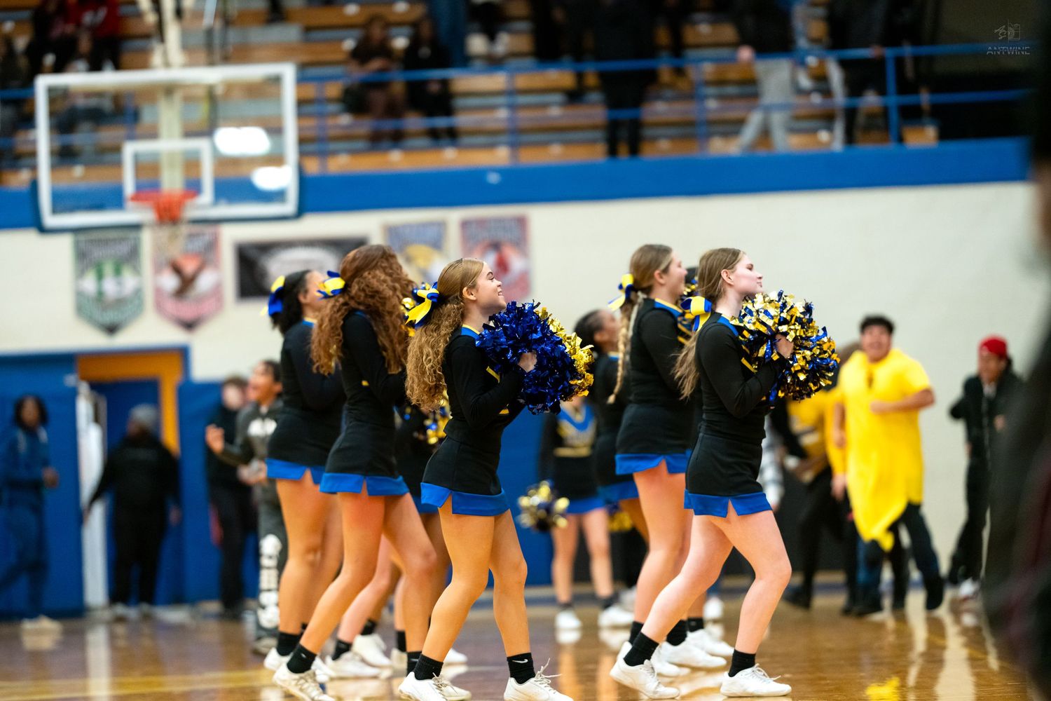High school cheerleaders perform with blue and gold pom-poms on a basketball court gymnasium floor.