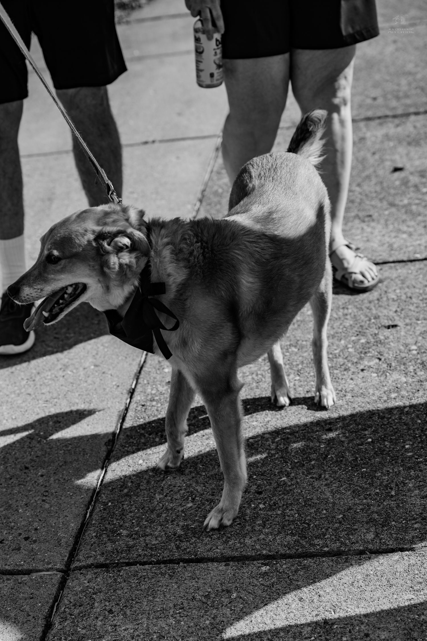 Black and white photo of a brown dog on a leash wearing a black bow tie standing on a sidewalk.