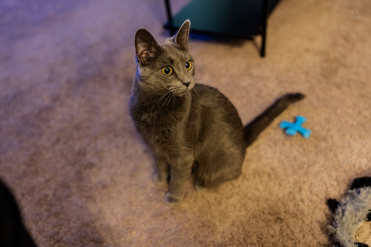 Gray cat sitting on carpet looking up at camera with blue toy nearby.
