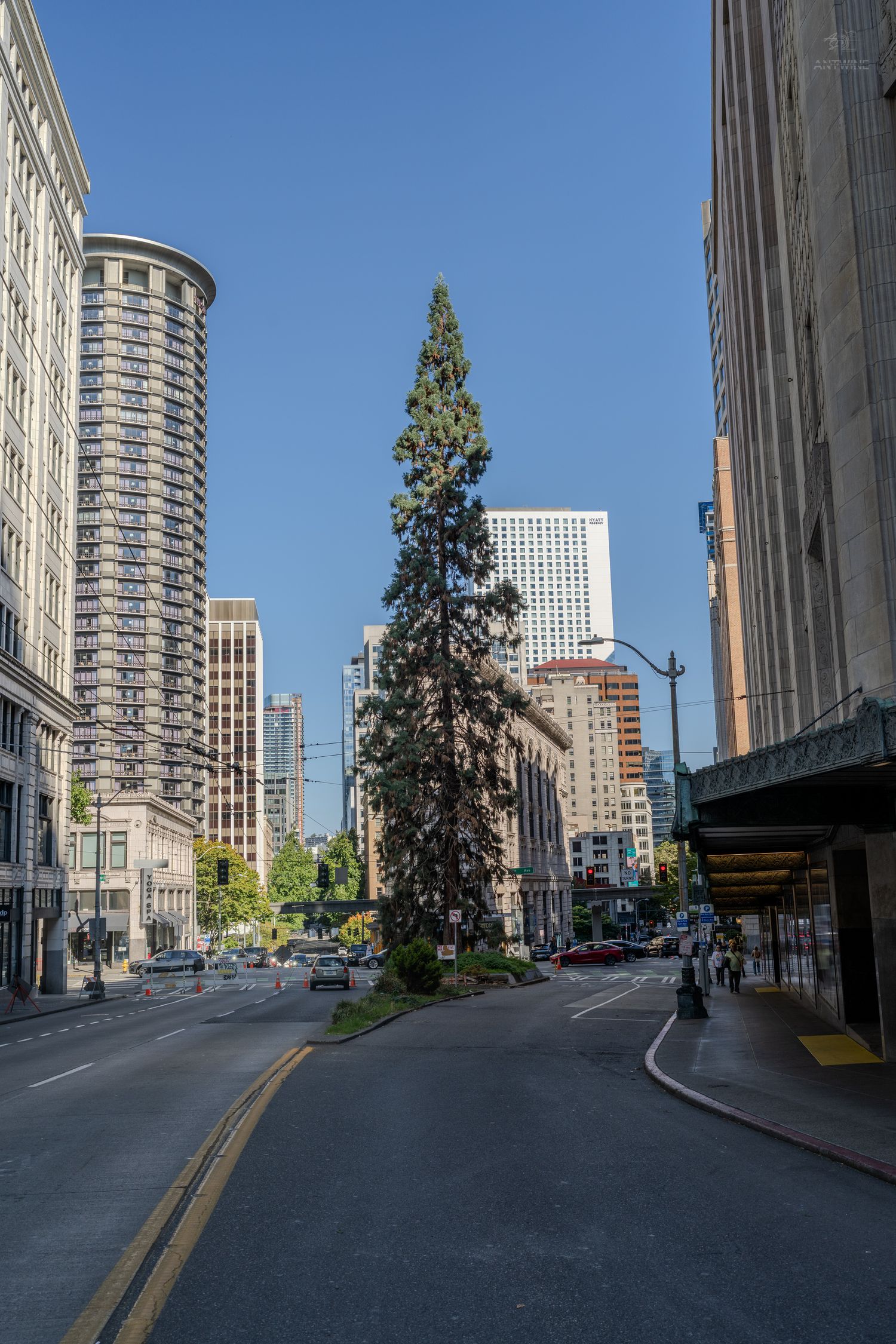 Tall evergreen tree stands between urban skyscrapers on a quiet downtown Seattle street under blue sky.
