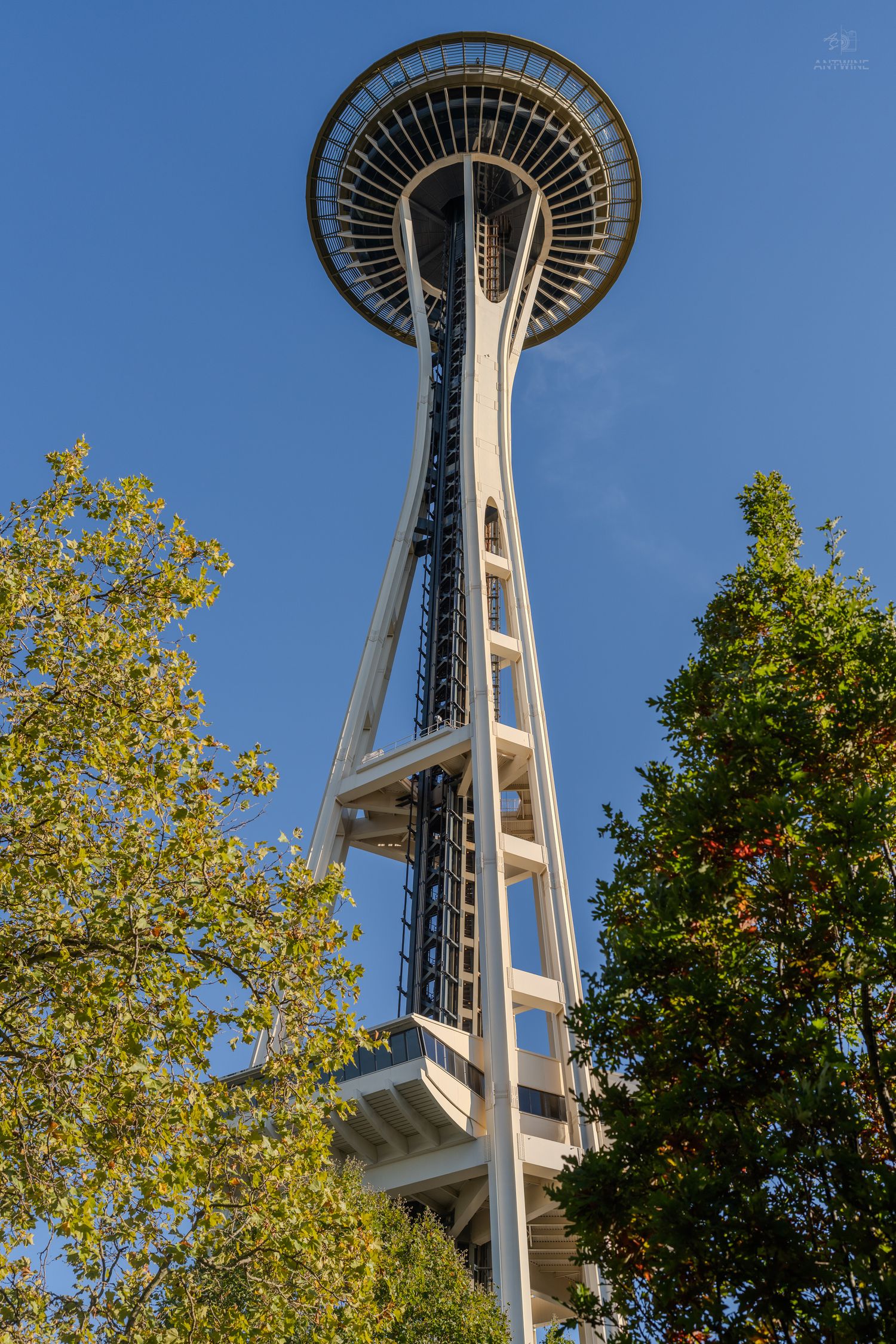The Seattle Space Needle tower rises against a clear blue sky, framed by green trees in the foreground.