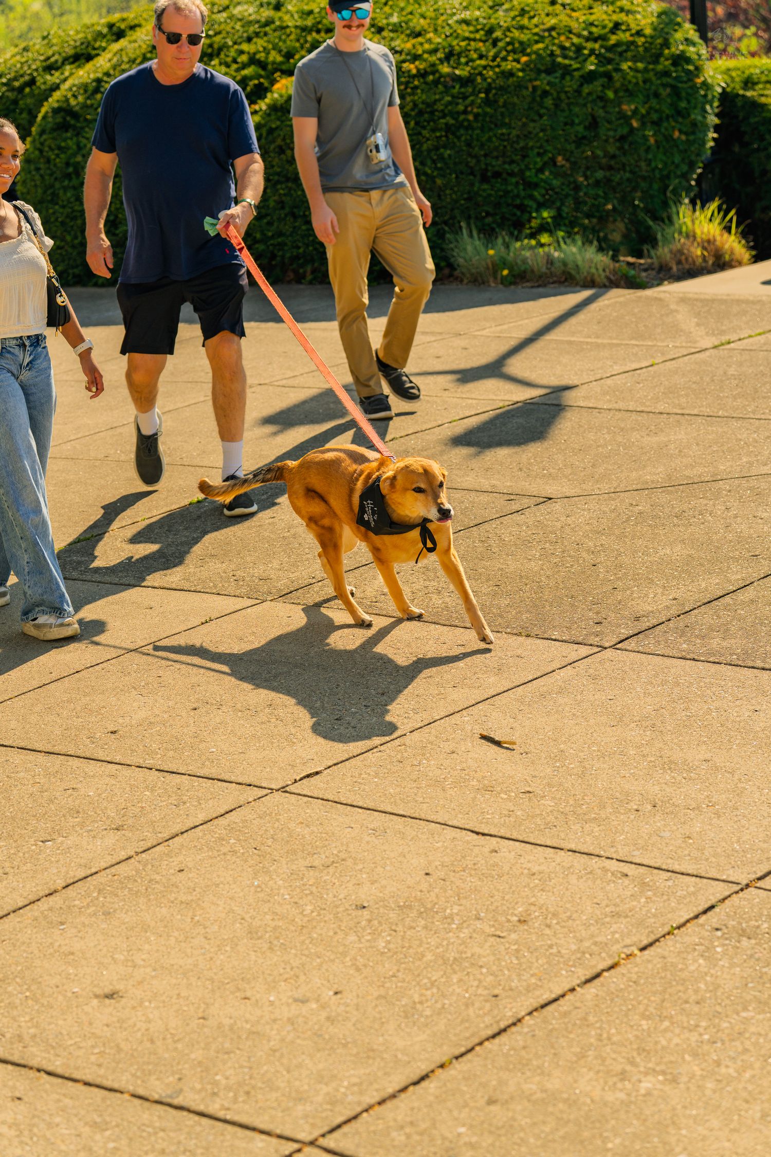 A golden brown dog on a red leash walks with a group of people on a sunny paved path.