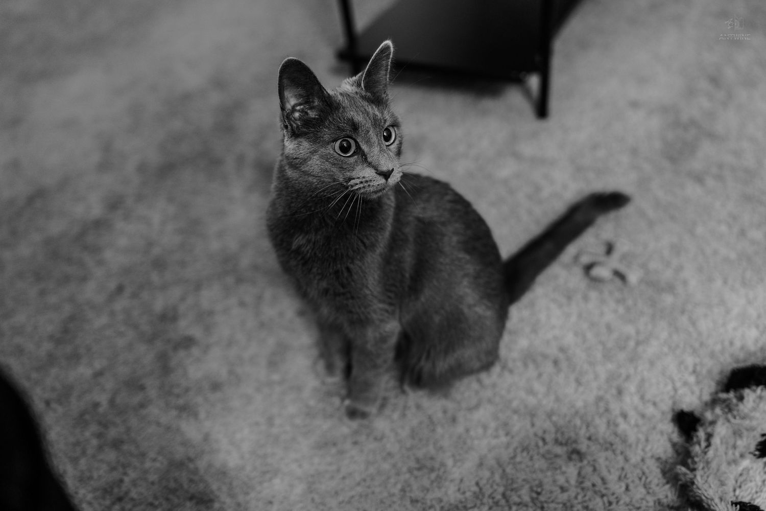 Gray cat sitting on carpet looking up at camera in black and white photo.