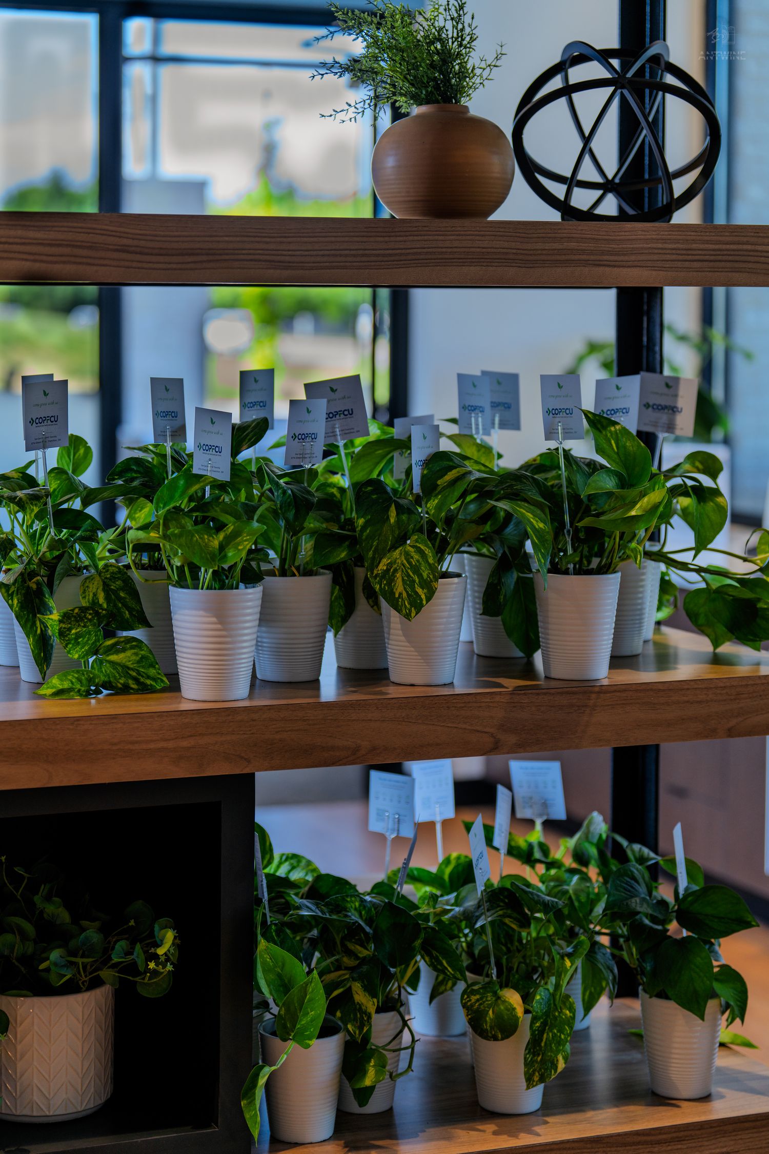 Wooden shelves displaying rows of green potted plants with white labels in a bright modern indoor setting.