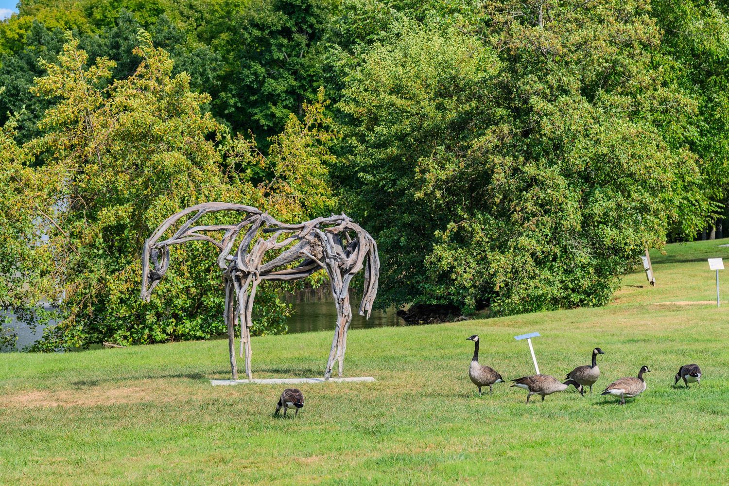 Canada geese grazing on green grass near a driftwood horse sculpture with lush trees in the background.