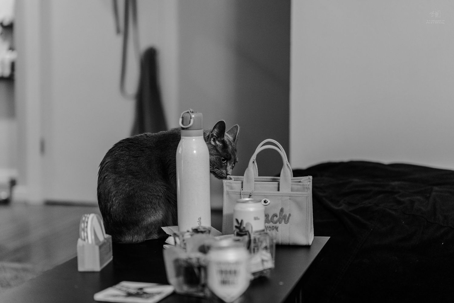 A black cat sniffs items on a dark table including a white water bottle and small bags in a monochrome photo.
