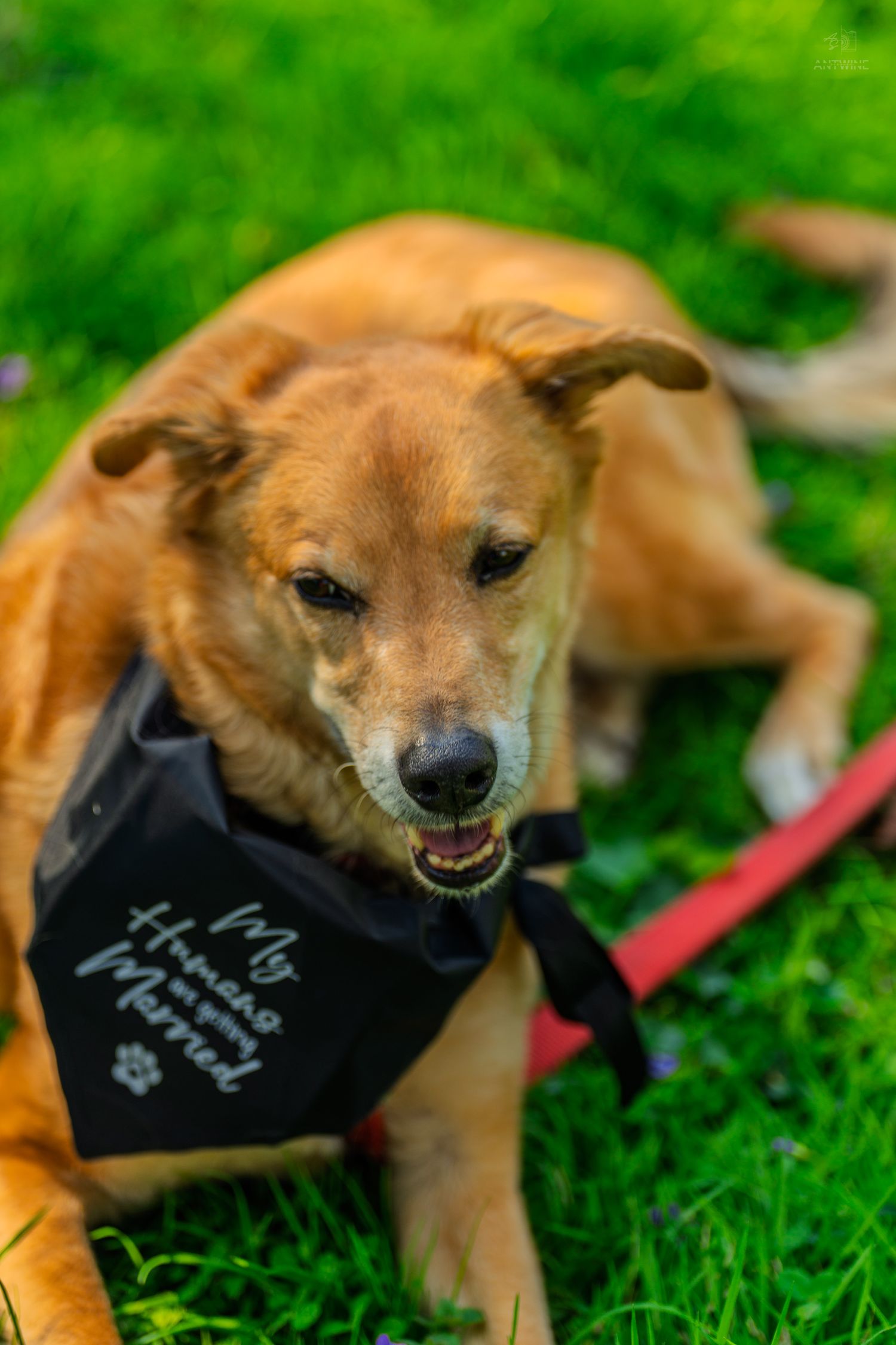 Golden brown dog wearing a black bandana reading My Humans Got Married lying on green grass.