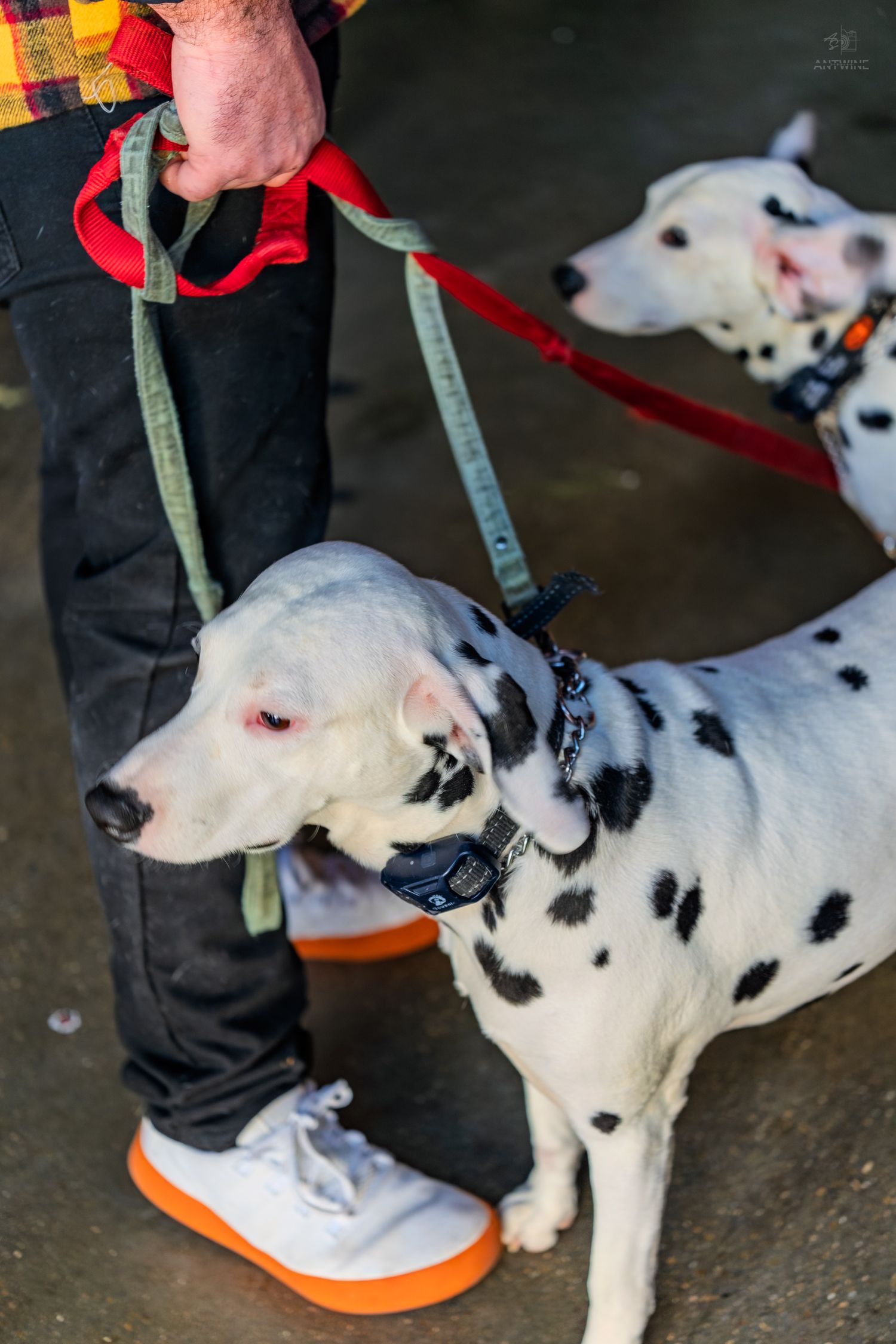 Two Dalmatian dogs on leashes standing beside a person wearing black pants and white sneakers on a concrete surface.