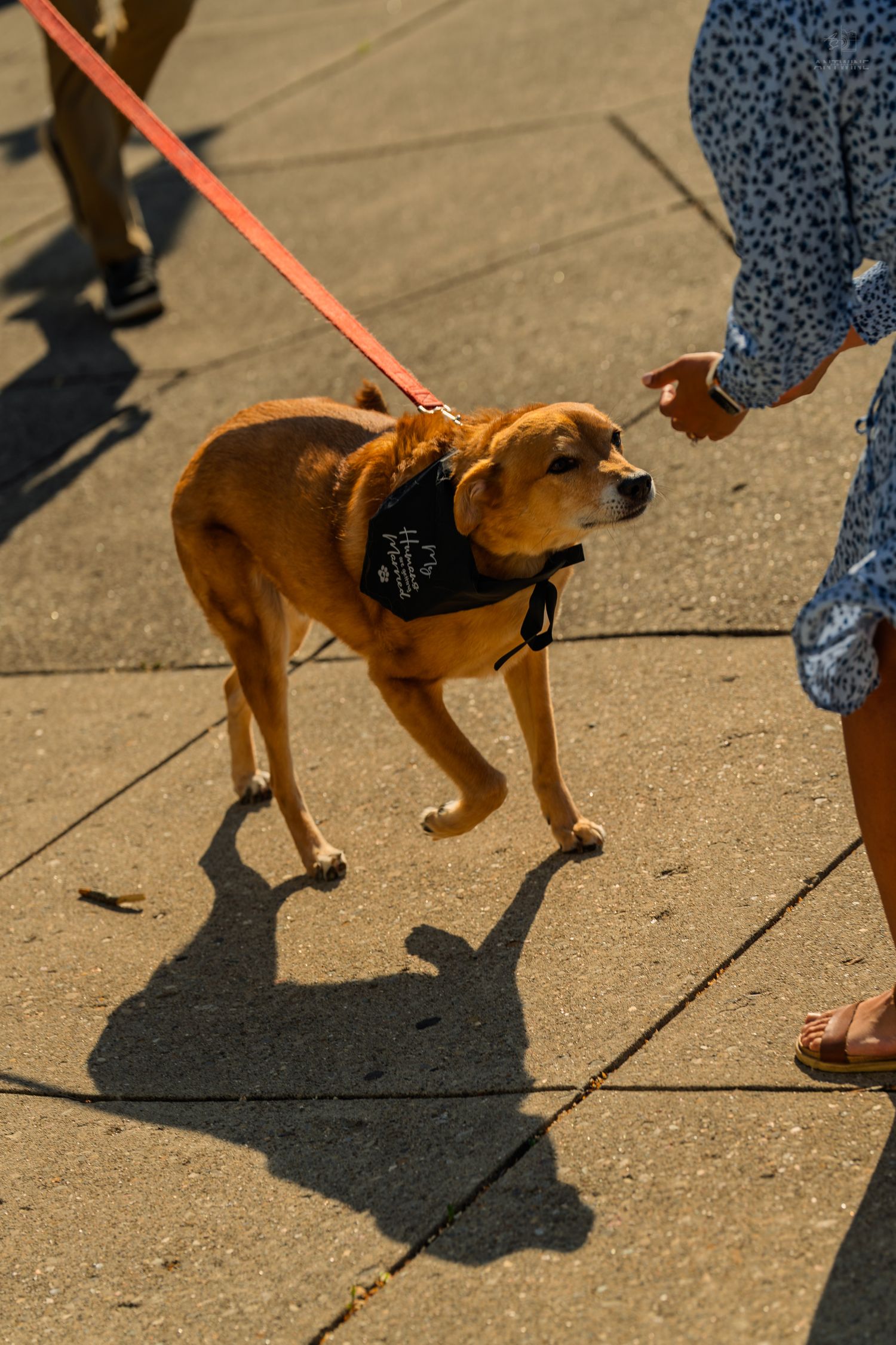 A small brown dog wearing a black bandana walks on a red leash on a sunny paved path.