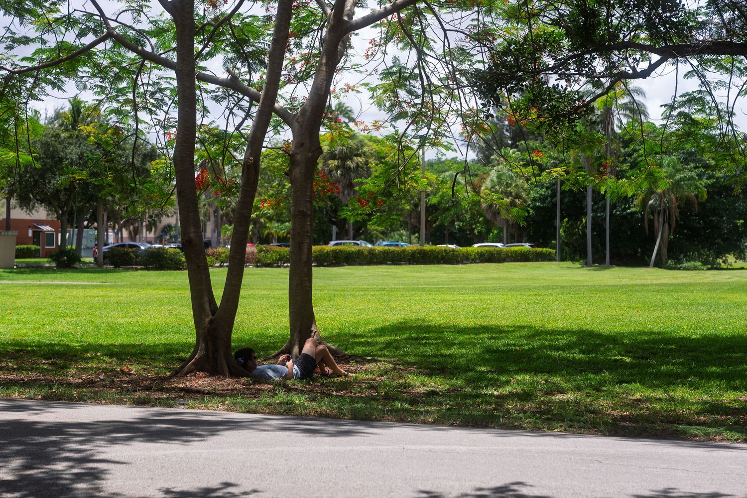 A person rests under shady trees in a lush green park on a sunny day.