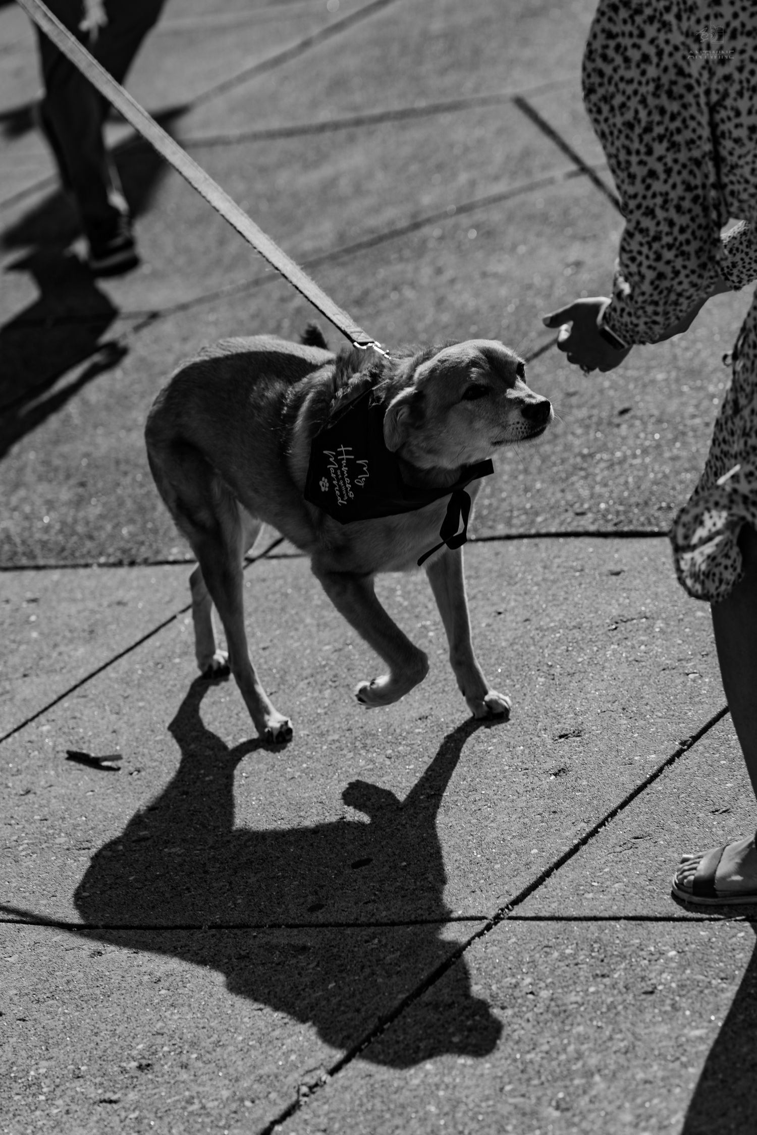 Black and white photo of a small dog wearing a bandana on a leash on a paved surface.