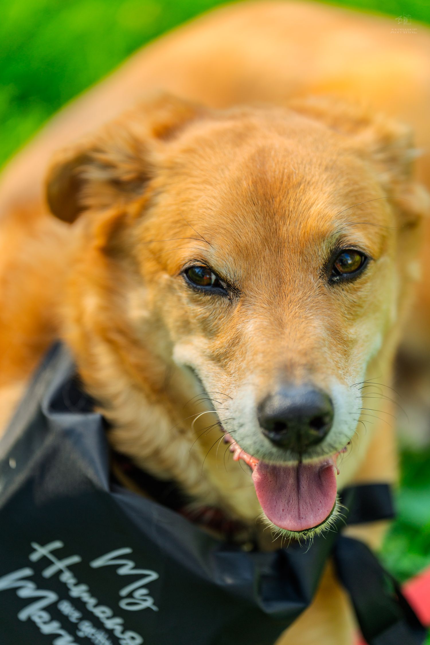 Close-up portrait of a happy golden brown dog wearing a My Humans Got Married bandana outdoors.