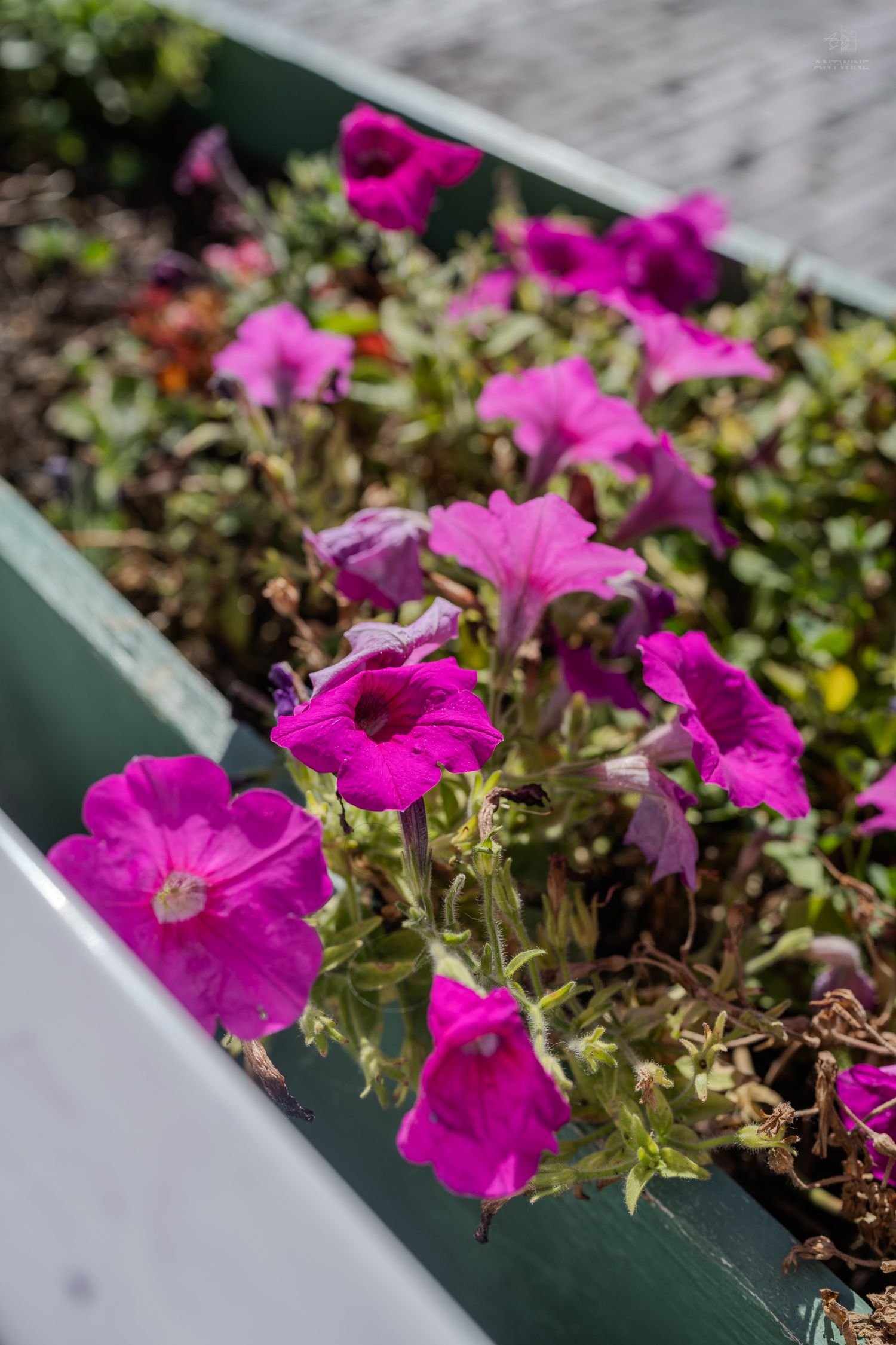 Bright pink petunia flowers blooming in a green planter box in an outdoor market setting.