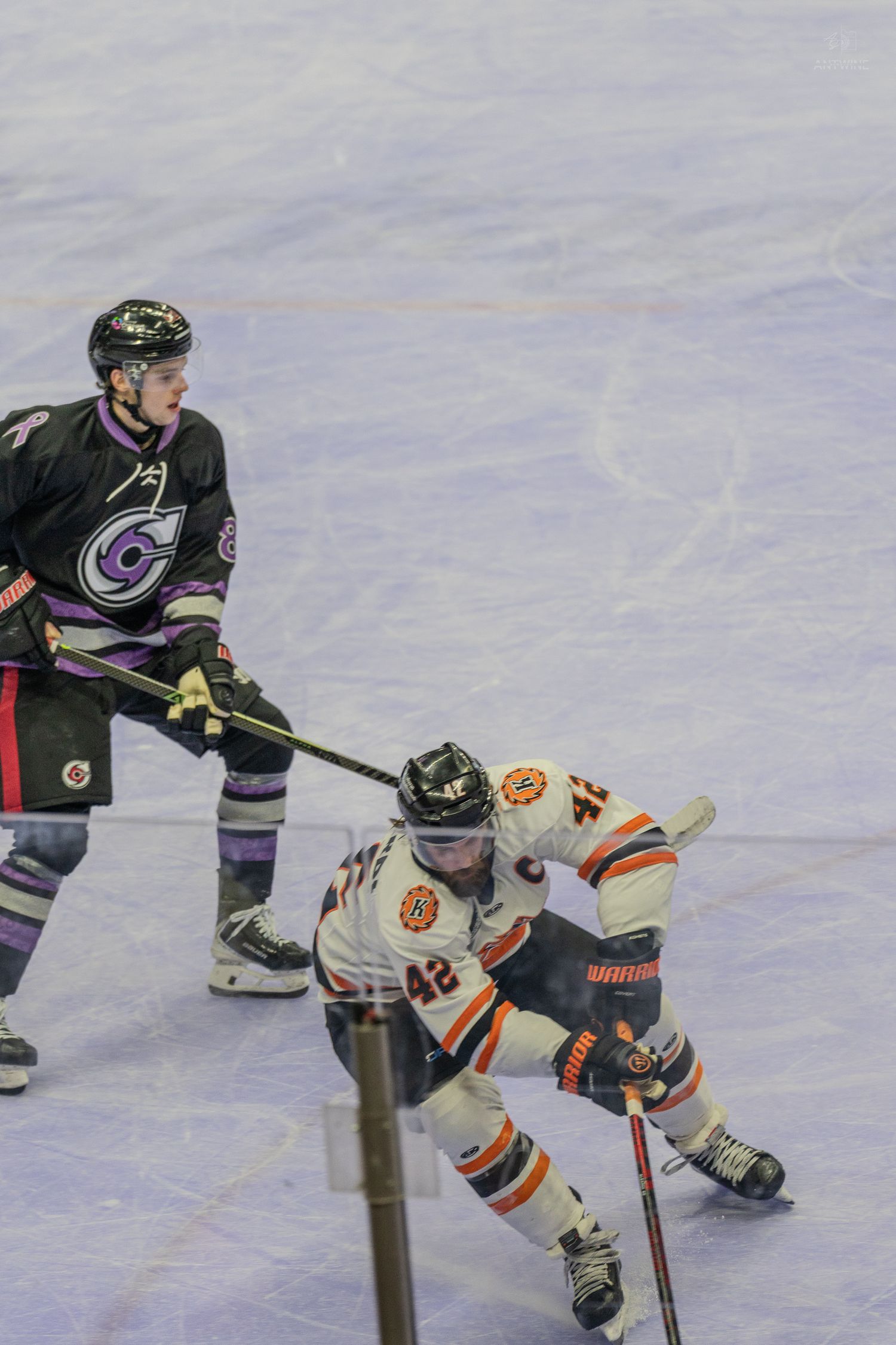 Two ice hockey players battle for puck, player #42 in orange crouches while purple-jersied opponent defends.