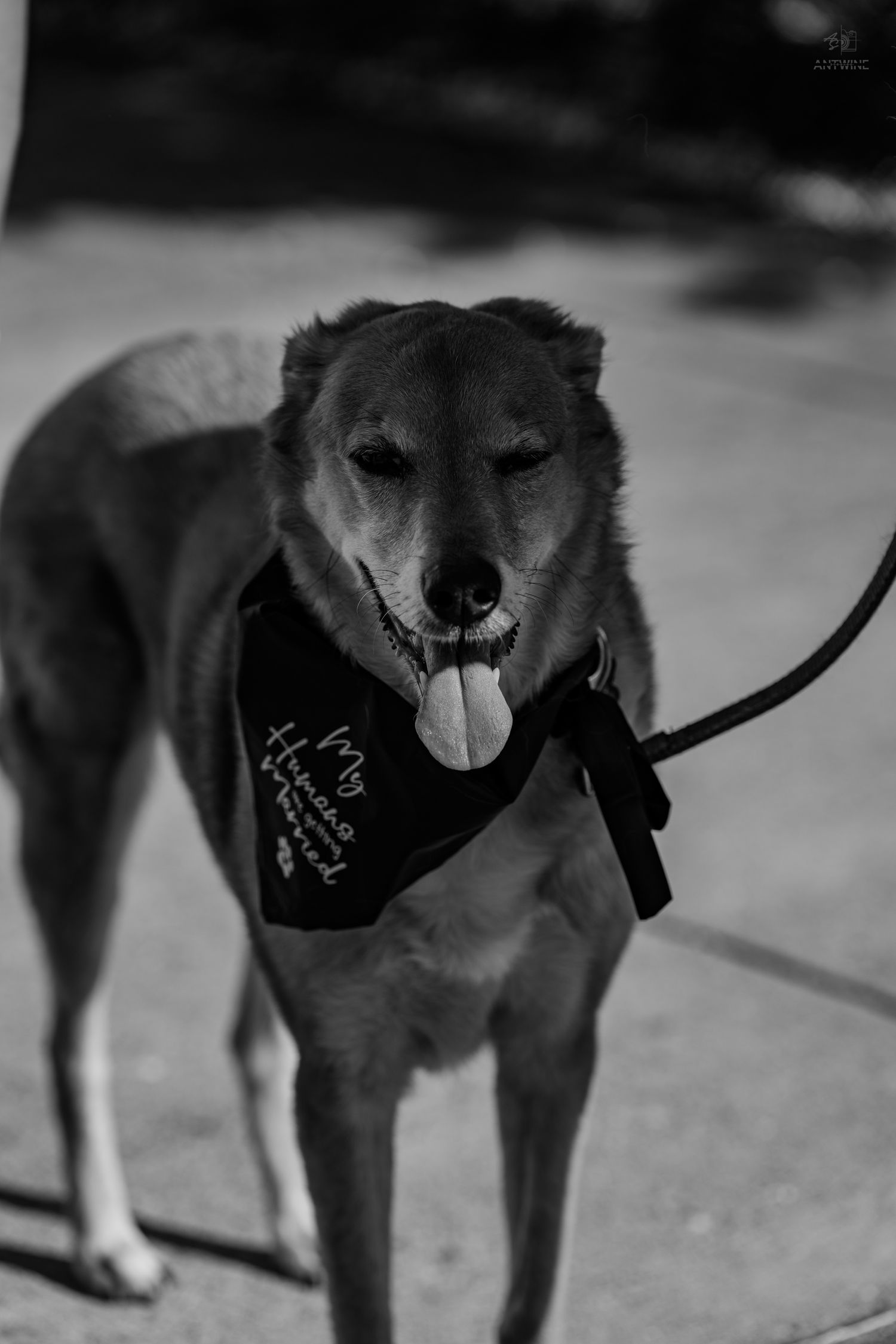 Black and white portrait of a brown dog with tongue out wearing a black bandana on a leash.
