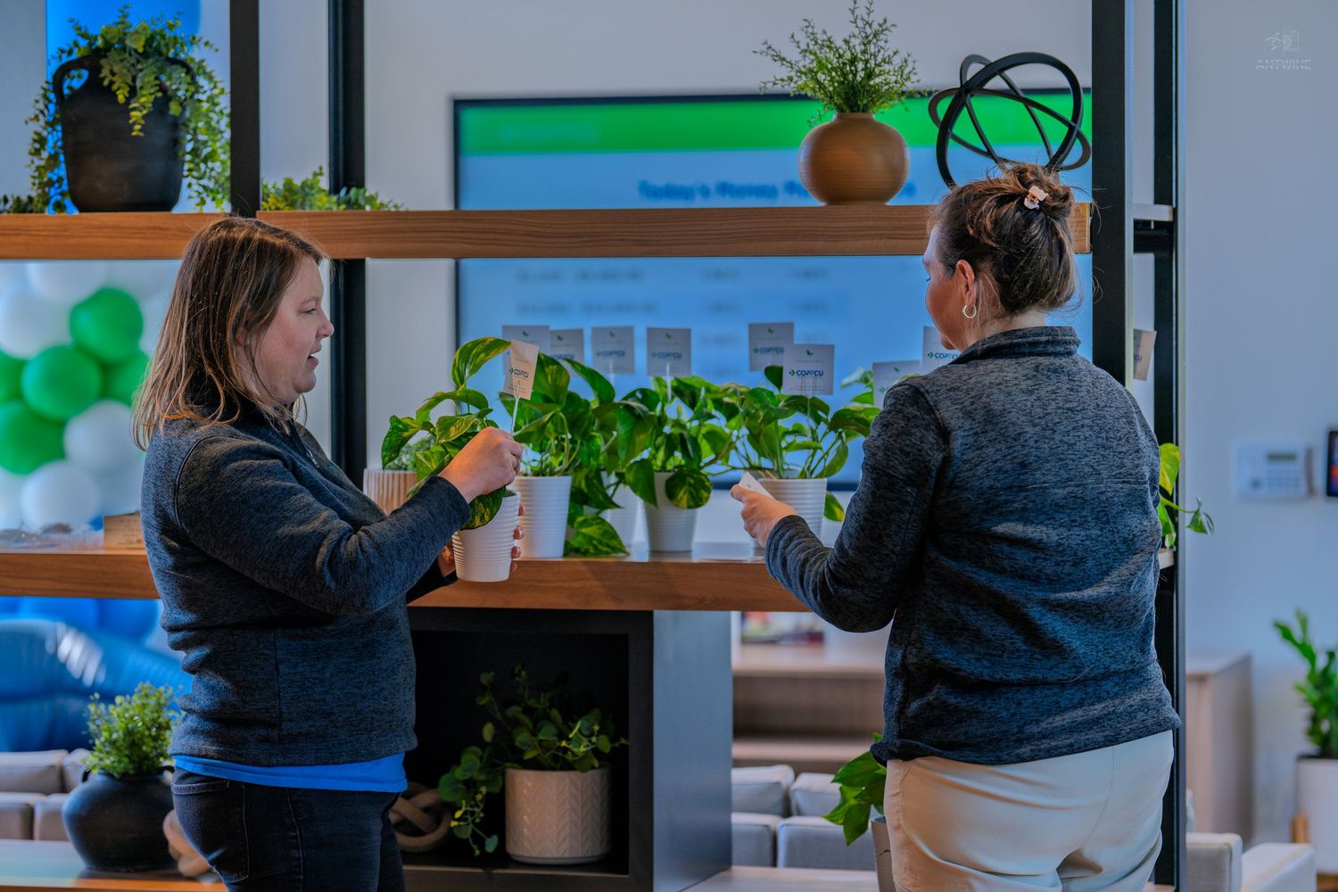 Two women arranging green potted plants on a wooden shelf display in a modern office space.